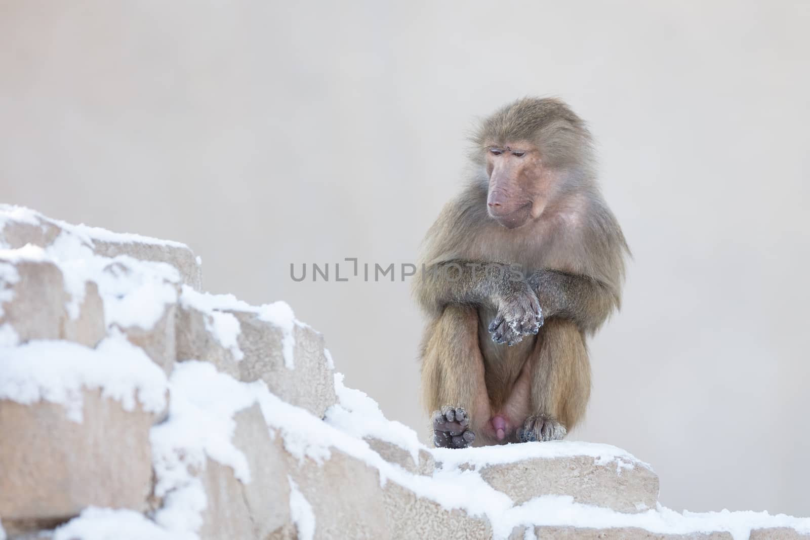 Macaque monkey resting by michaklootwijk