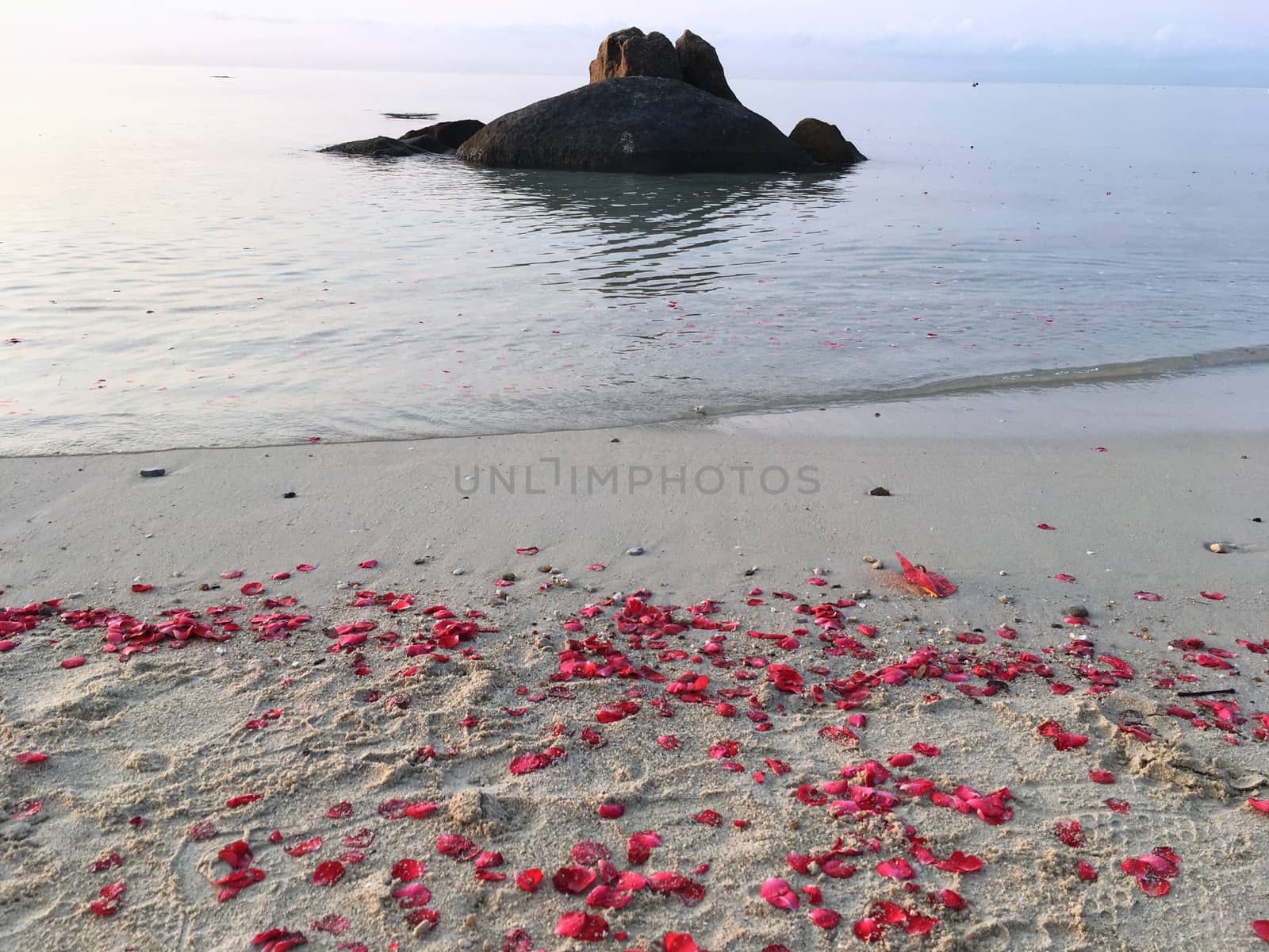 Roses Petals on the sandy beach early morning.