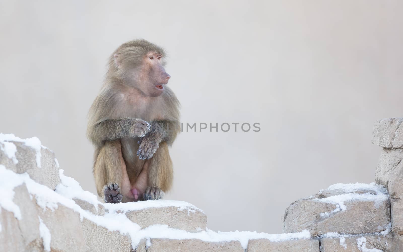Macaque monkey resting by michaklootwijk
