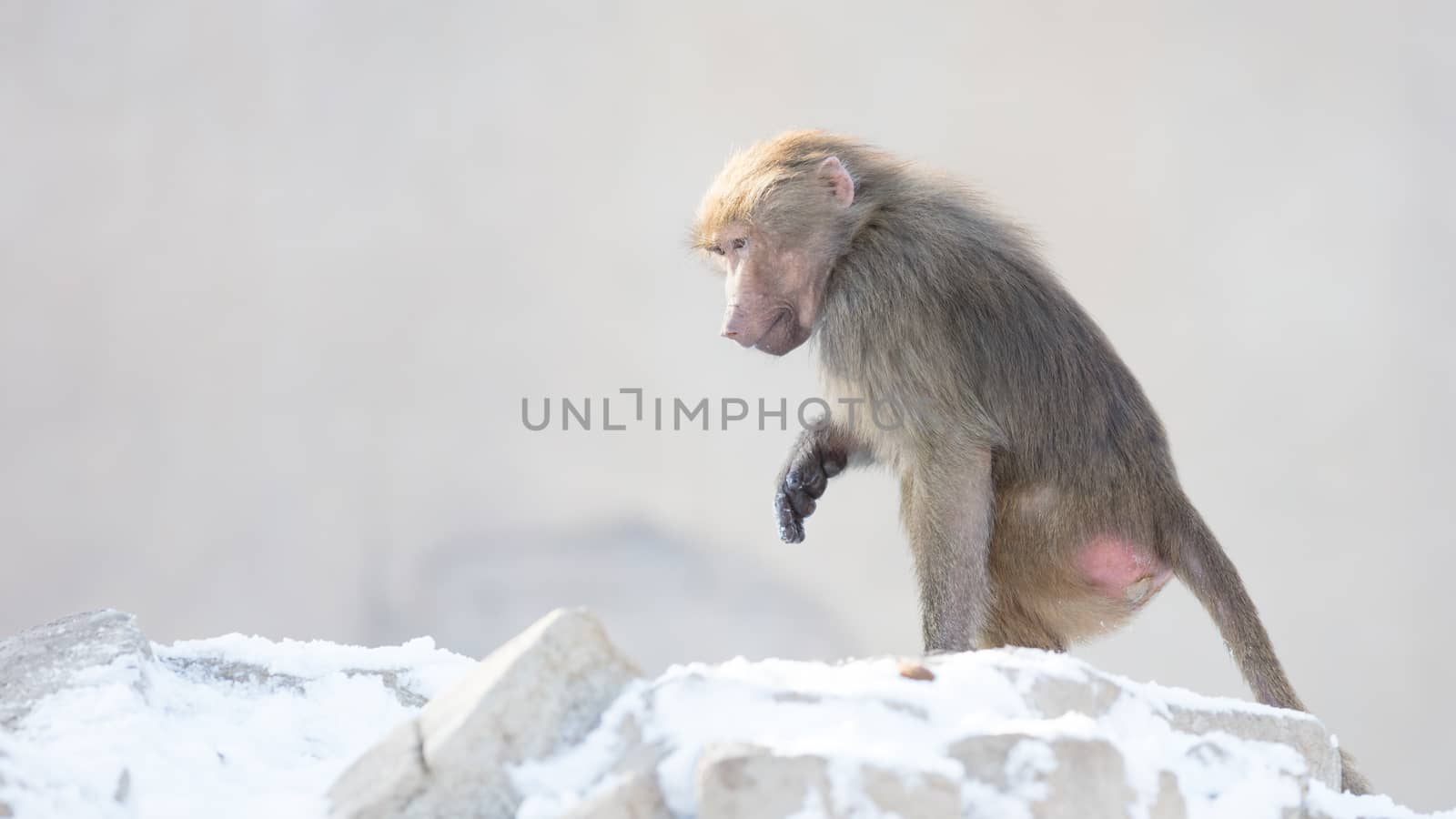 Macaque monkey searching food in it's natural habitat