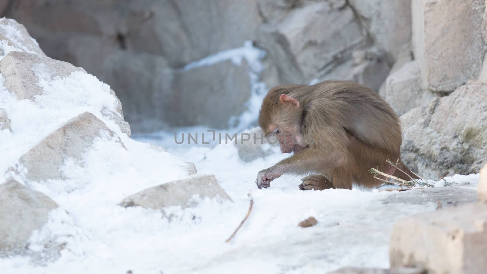 Macaque monkey searching food in it's natural habitat