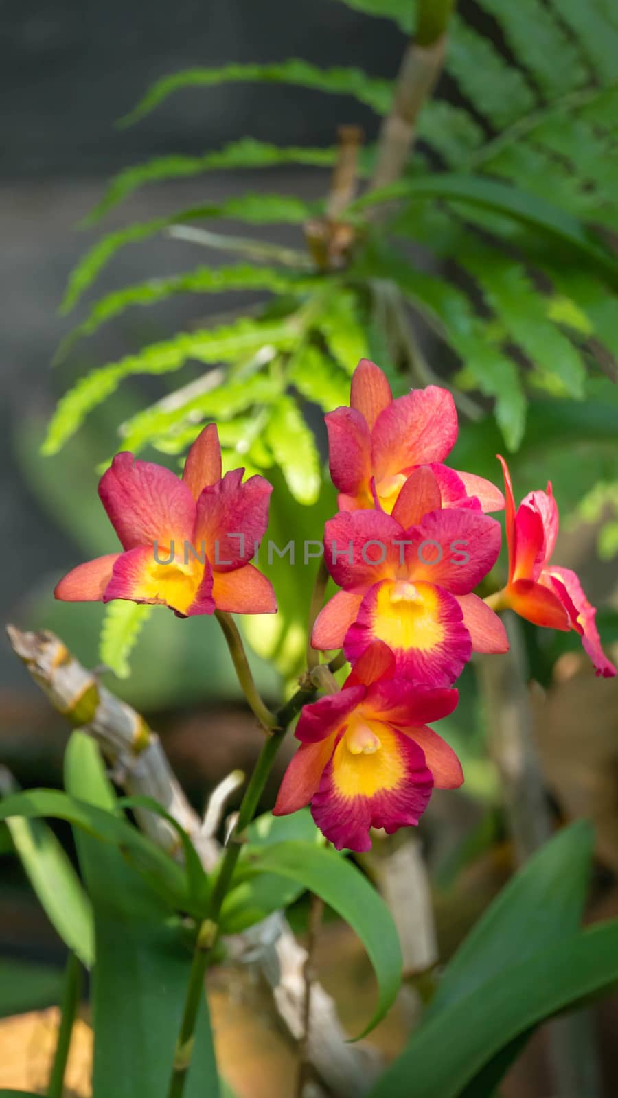 Close up of beautiful orchids blooms in garden