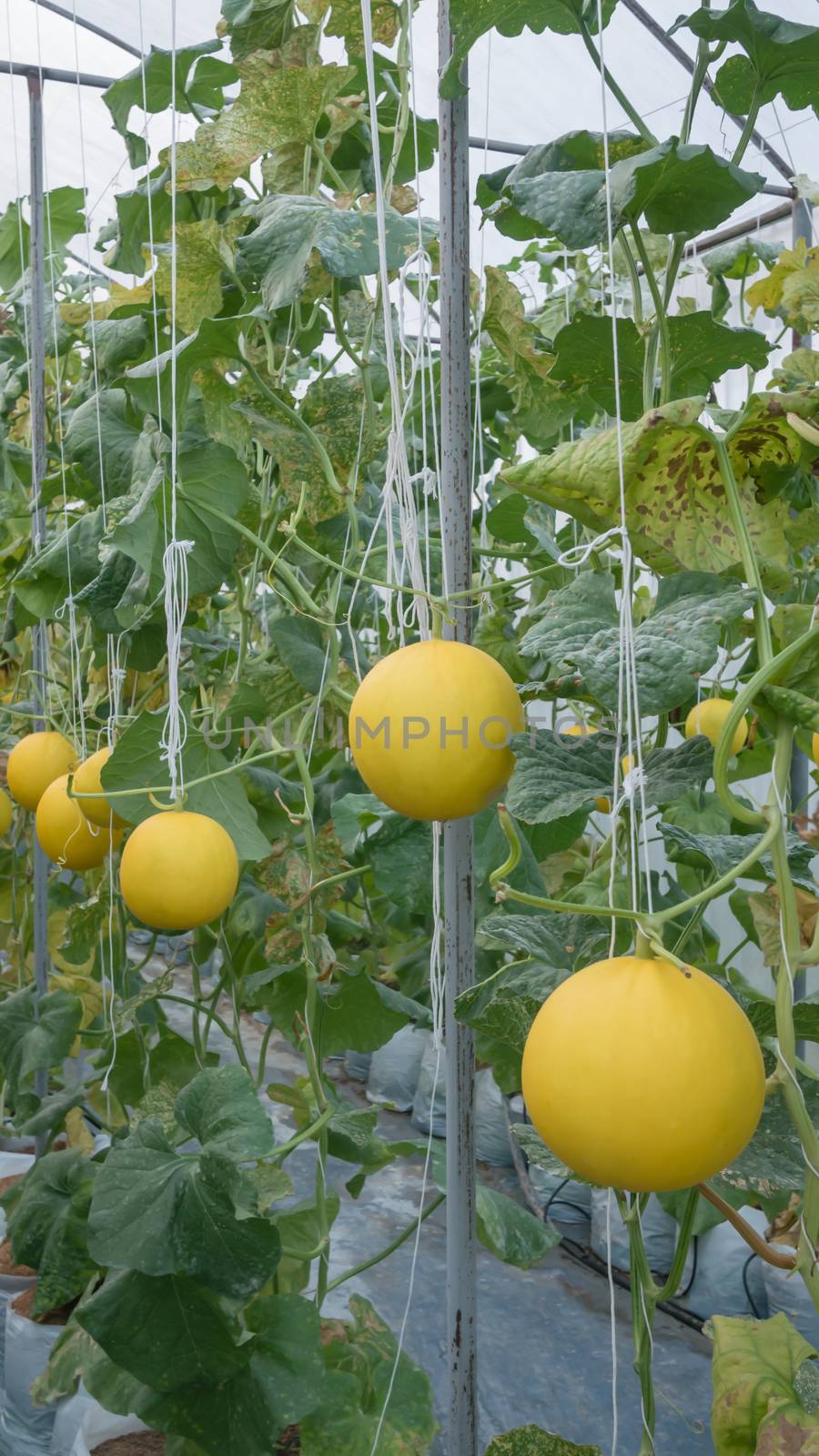 Yellow melon hanging on tree in field