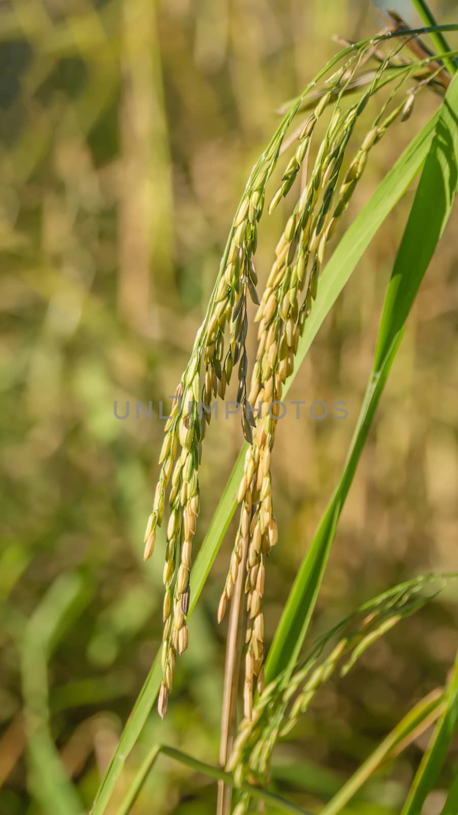 Spikelet of rice in the field by rakratchada