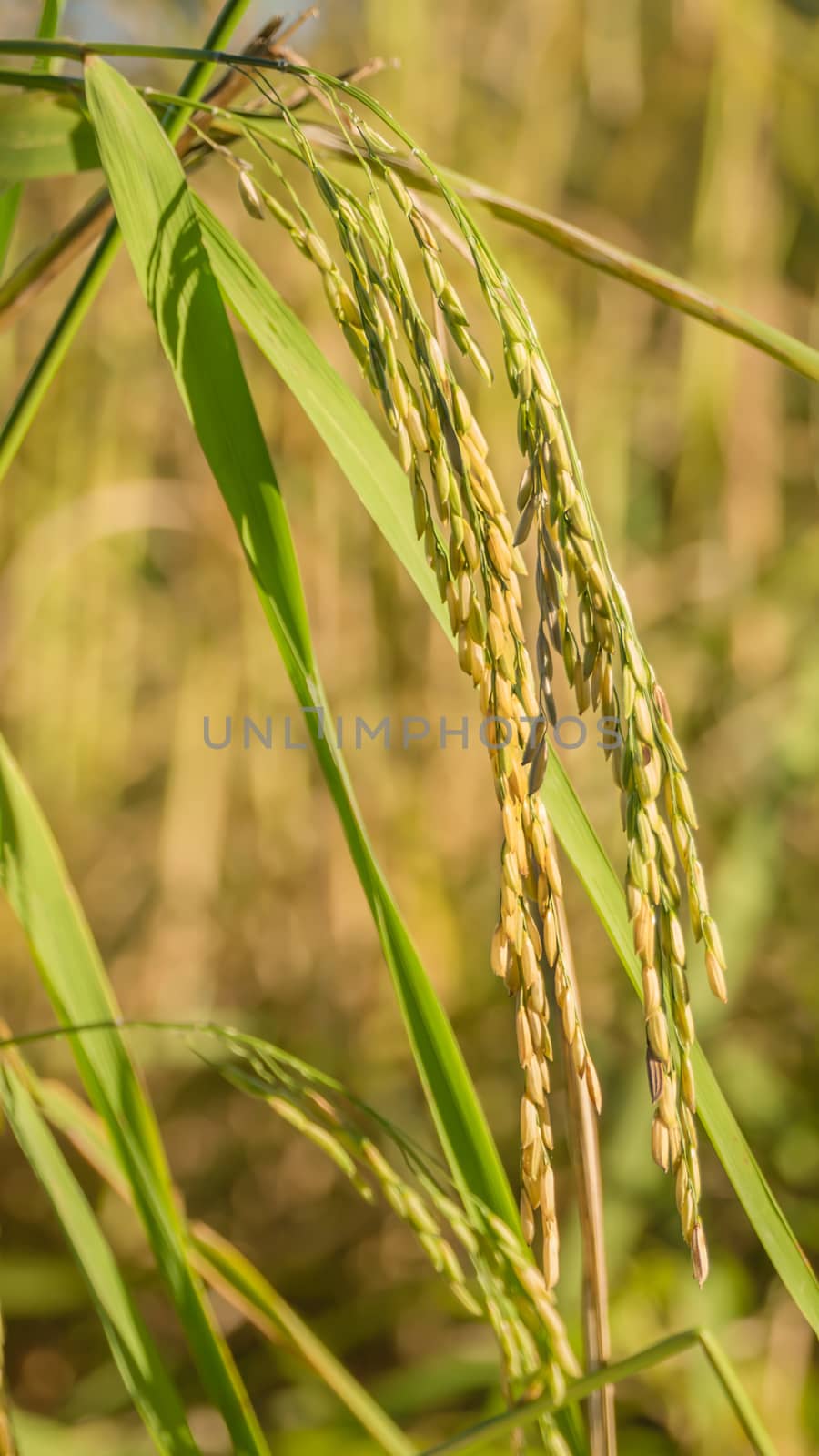 Spikelet of rice in the field by rakratchada