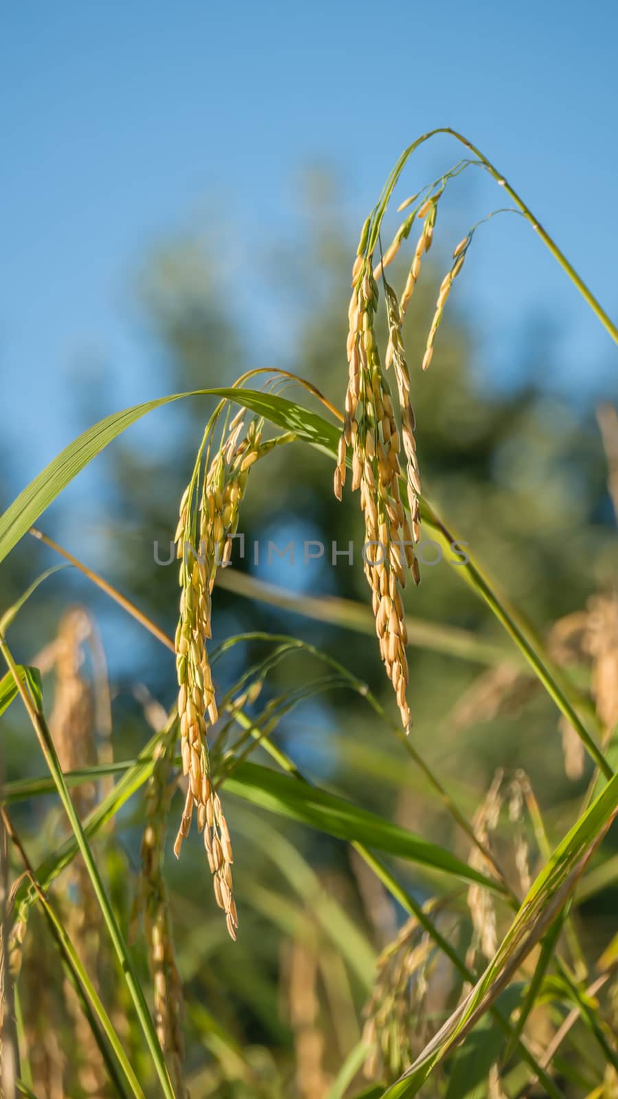 close up of yellow green rice field