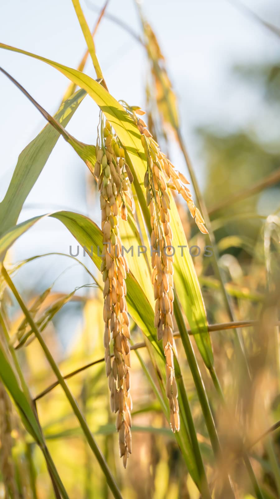 Spikelet of rice in the field by rakratchada