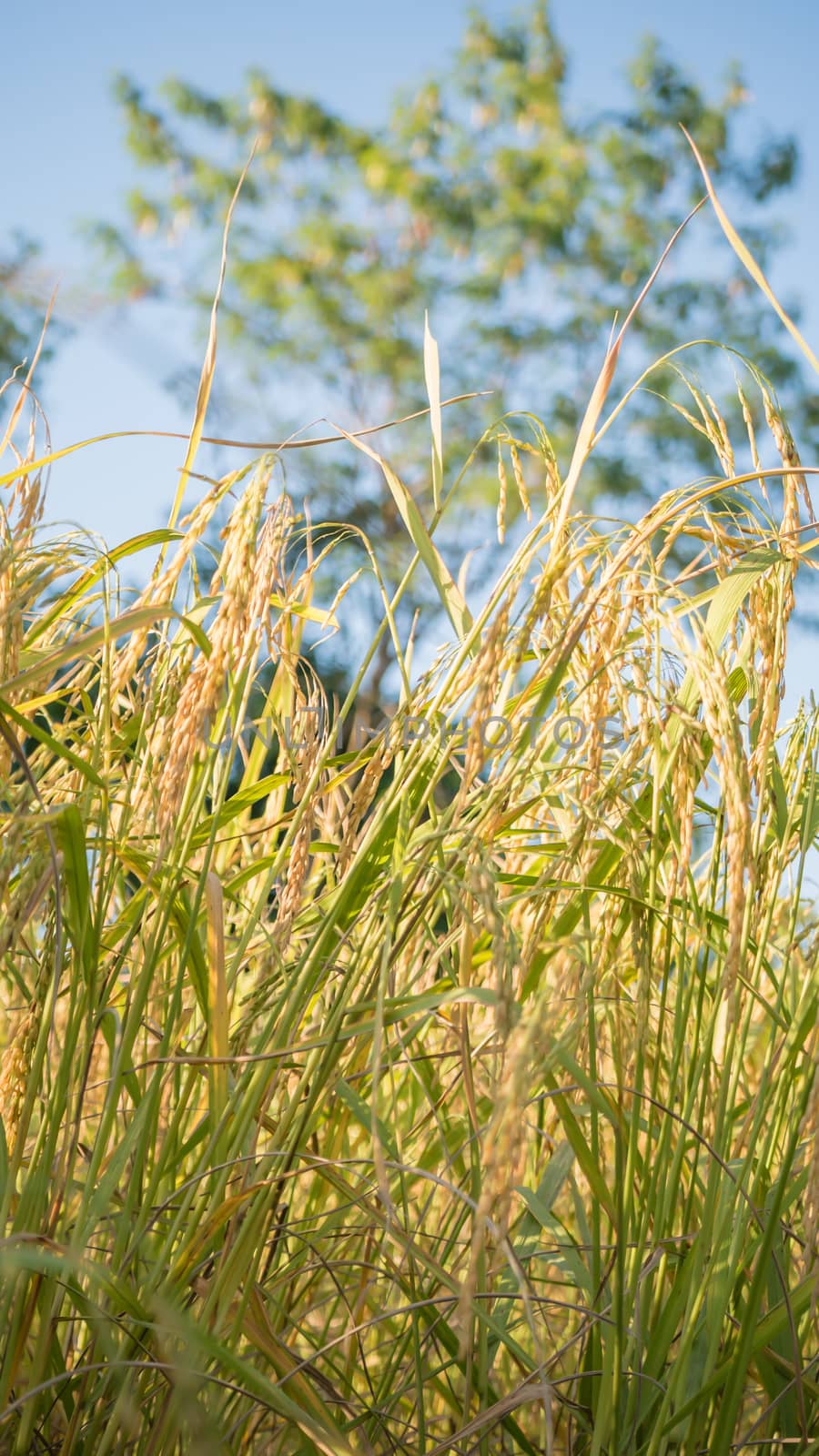 Spikelet of rice in the field by rakratchada