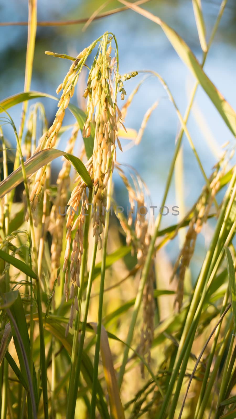 close up of yellow green rice field