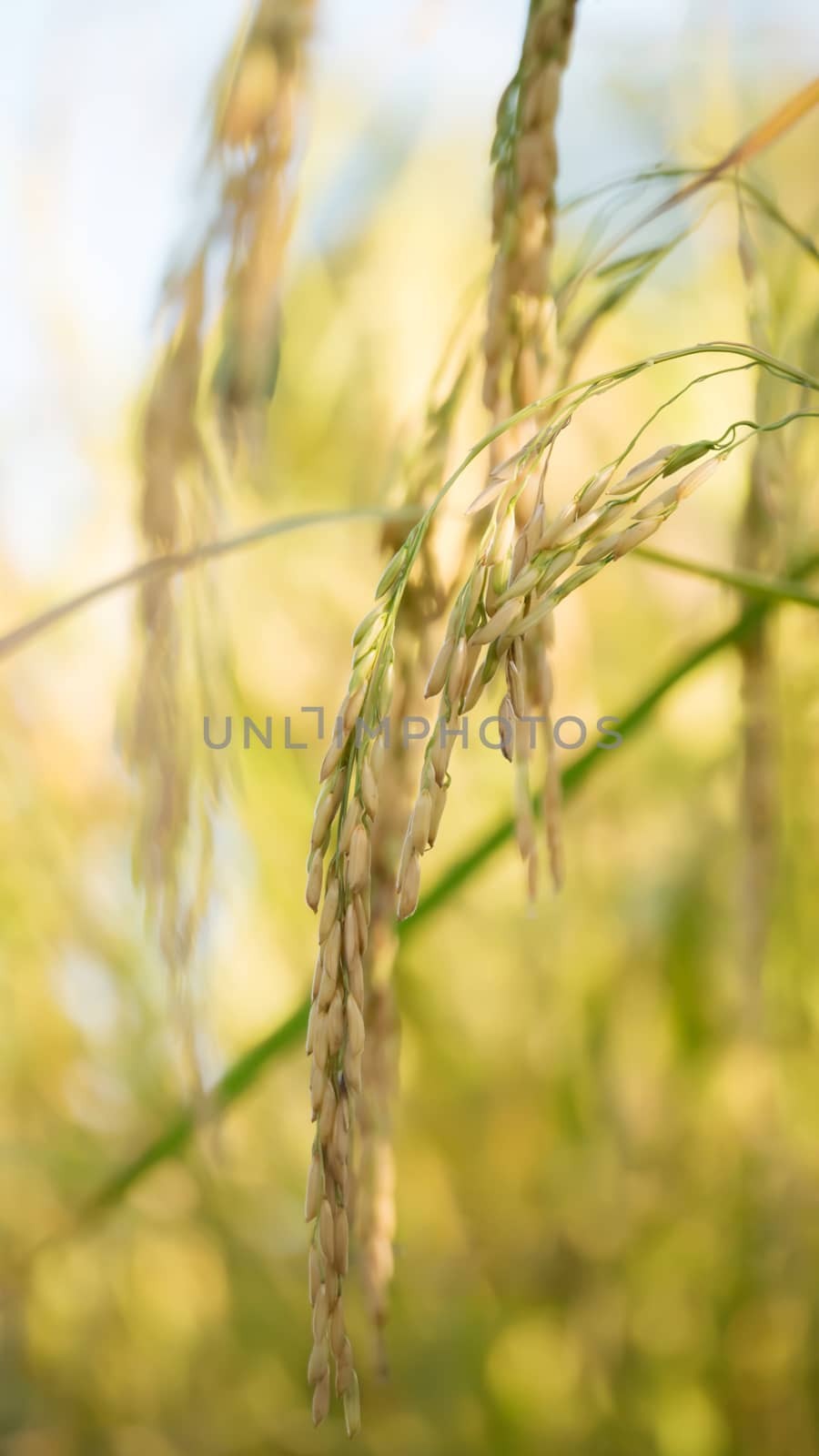 close up of yellow green rice field