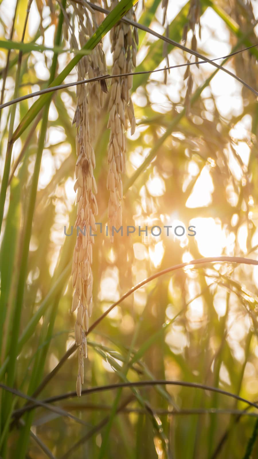 Spikelet of rice in the field by rakratchada