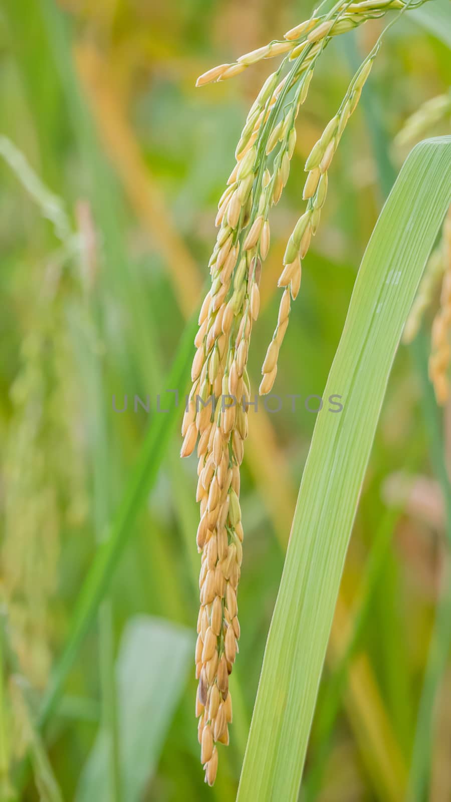 Spikelet of rice in the field by rakratchada