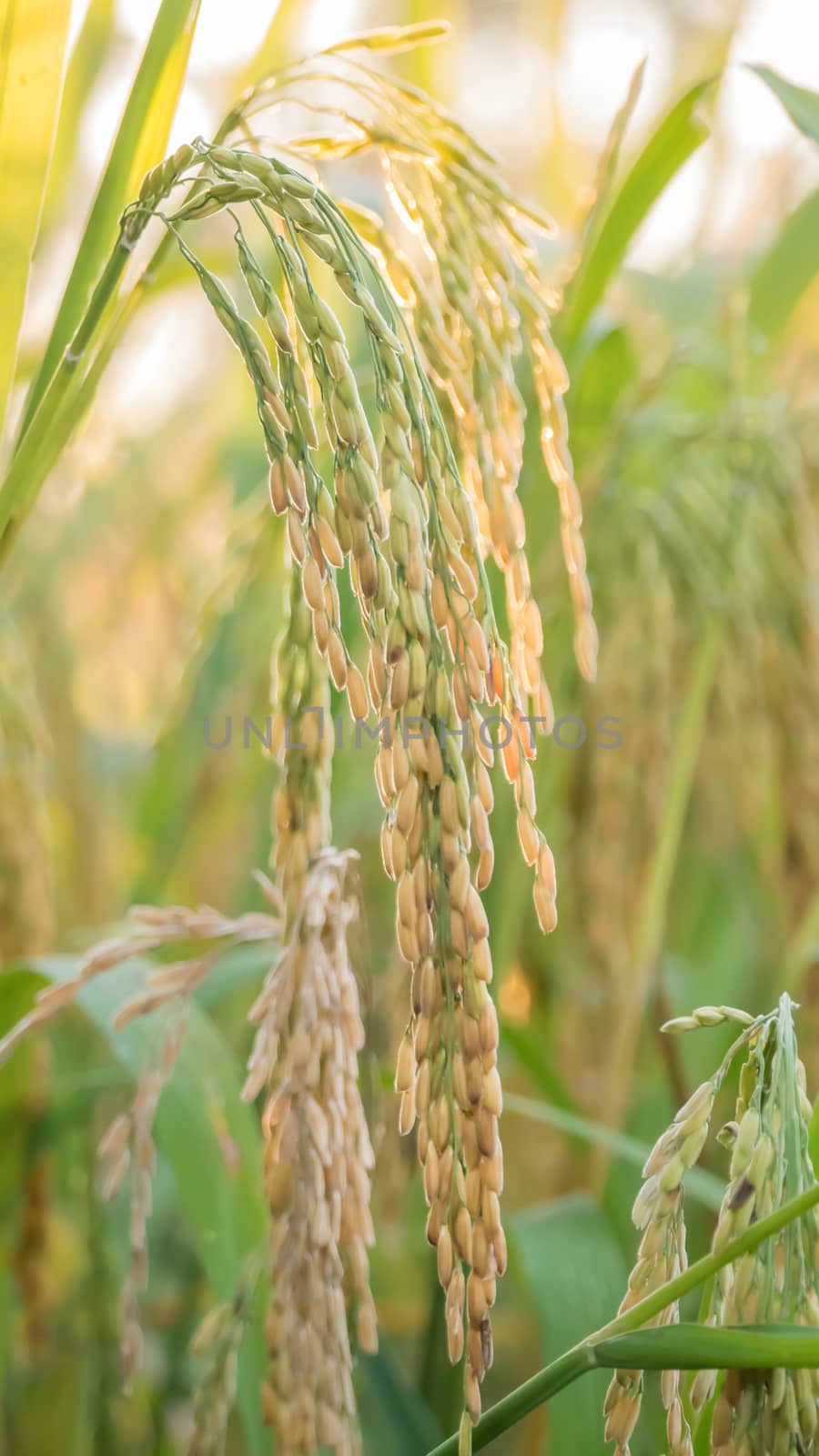 close up of yellow green rice field