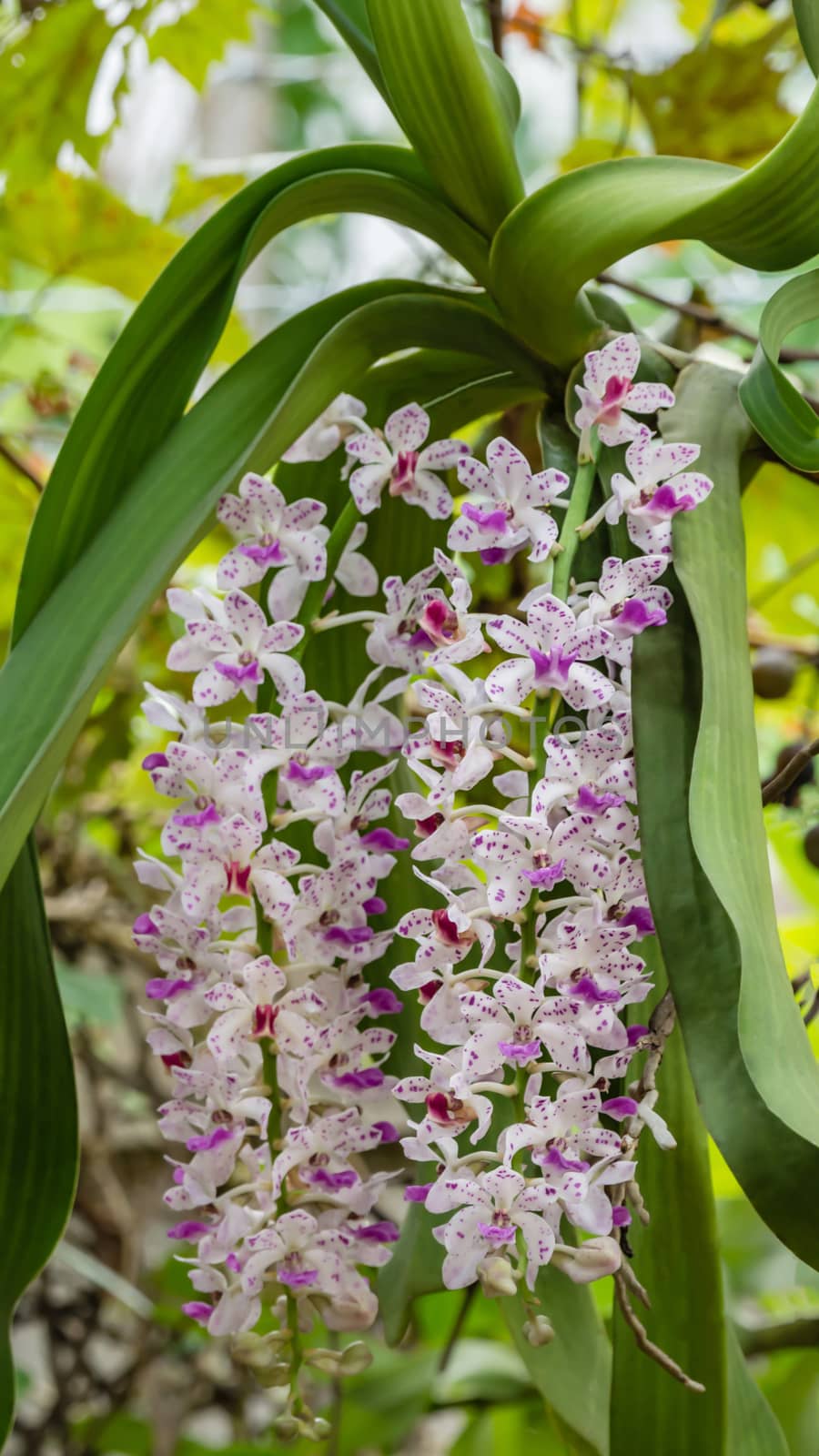 pink Rhynchostylis gigantea by rakratchada