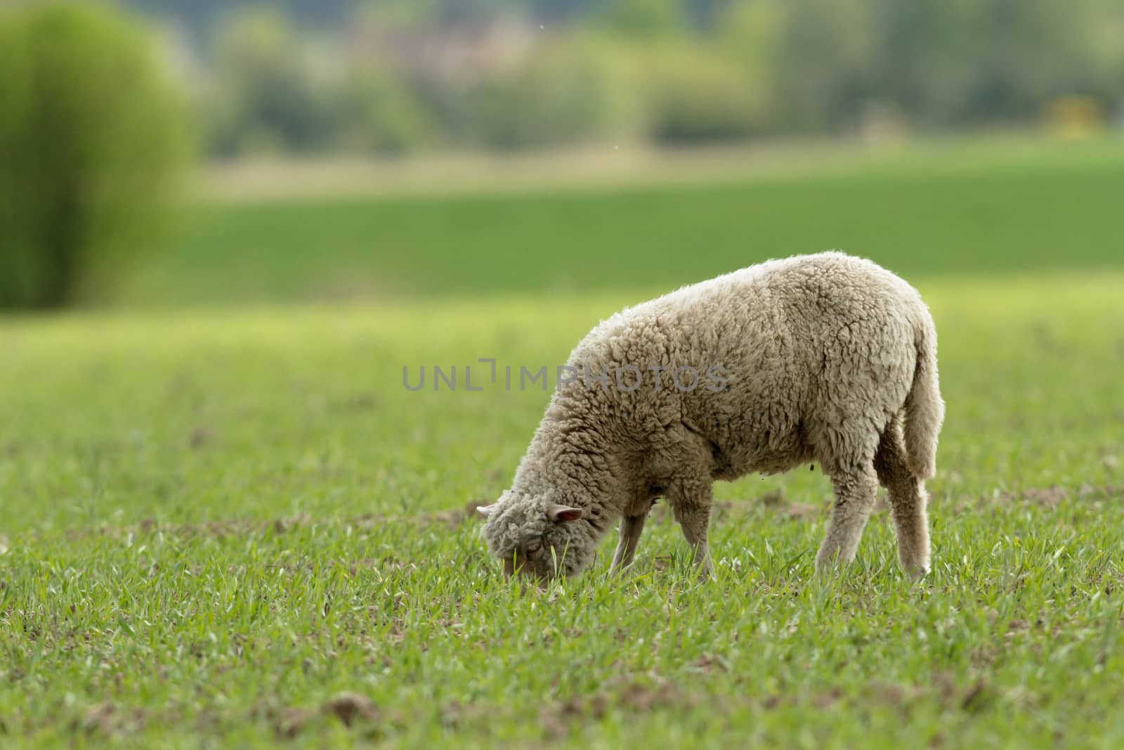 sheep on grass with blue sky, some looking at the camera