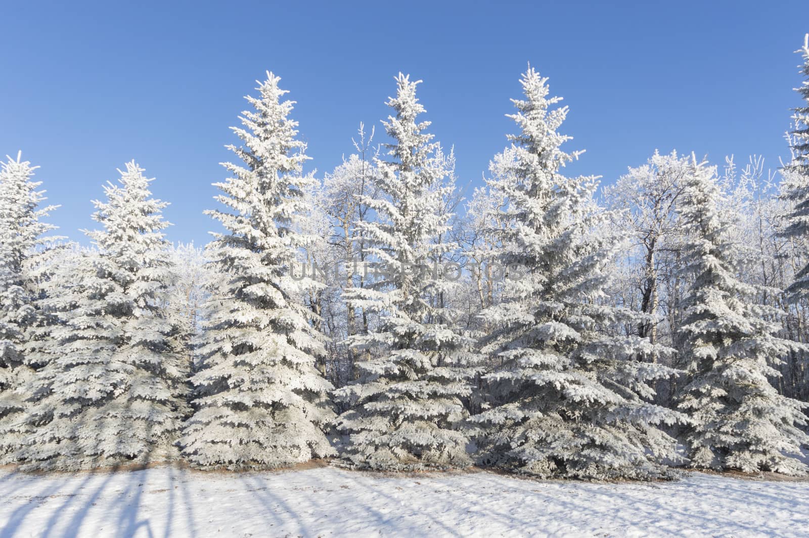 frozen tree on winter field and blue sky, winter tree