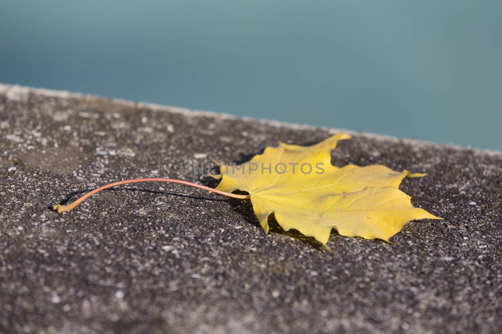 A single golden leaf laying on concrete by the riverside with the blue water in the background.