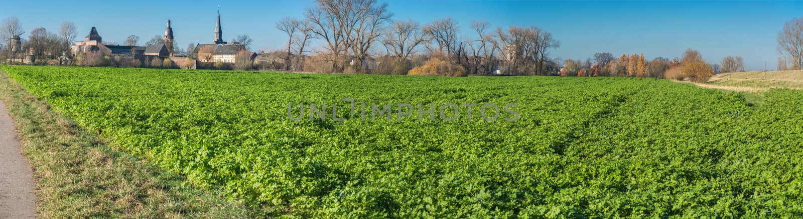 Panoramic view of an Agra field in winter. Cultivated with winter vegetables.