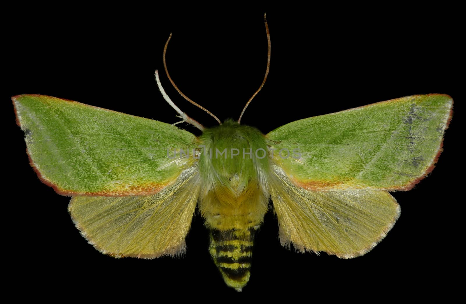 Green Silver-lines on black Background  -  Pseudoips prasinana (Linnaeus, 1758)