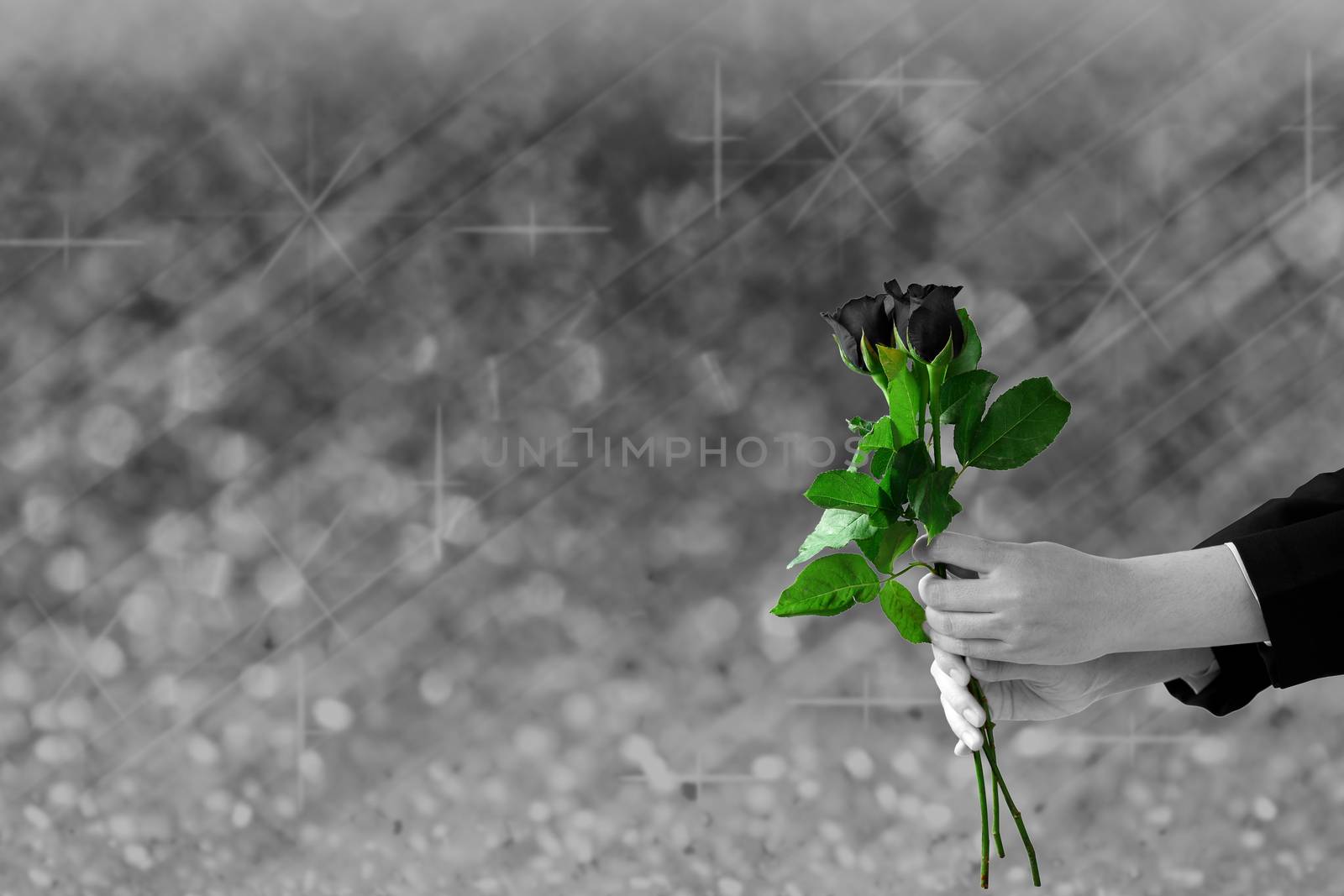 hands holding dark rose flower on gray lights blurry and bokeh by phalakon