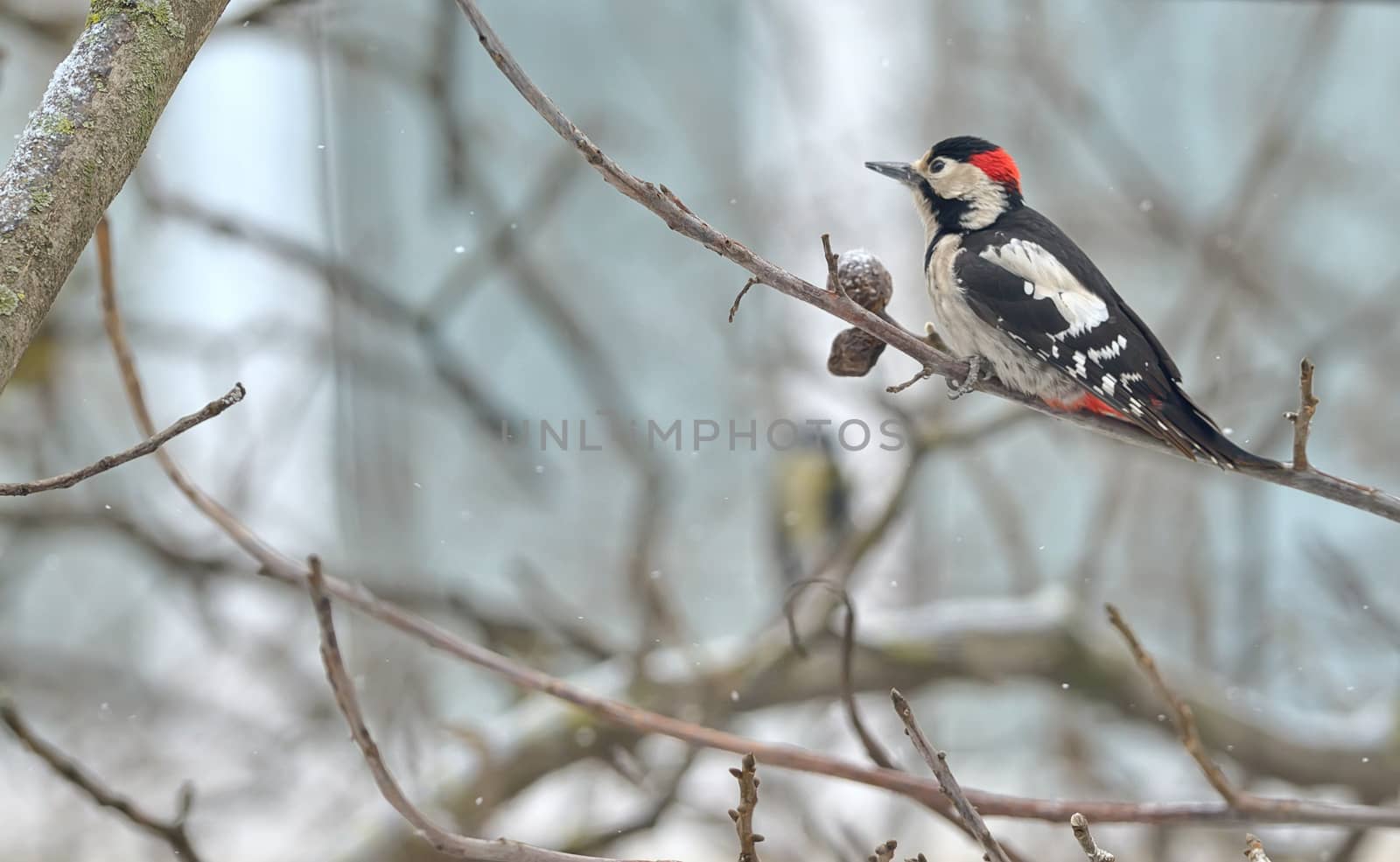 Male great spotted woodpecker (Dendrocopos major)  by jordachelr