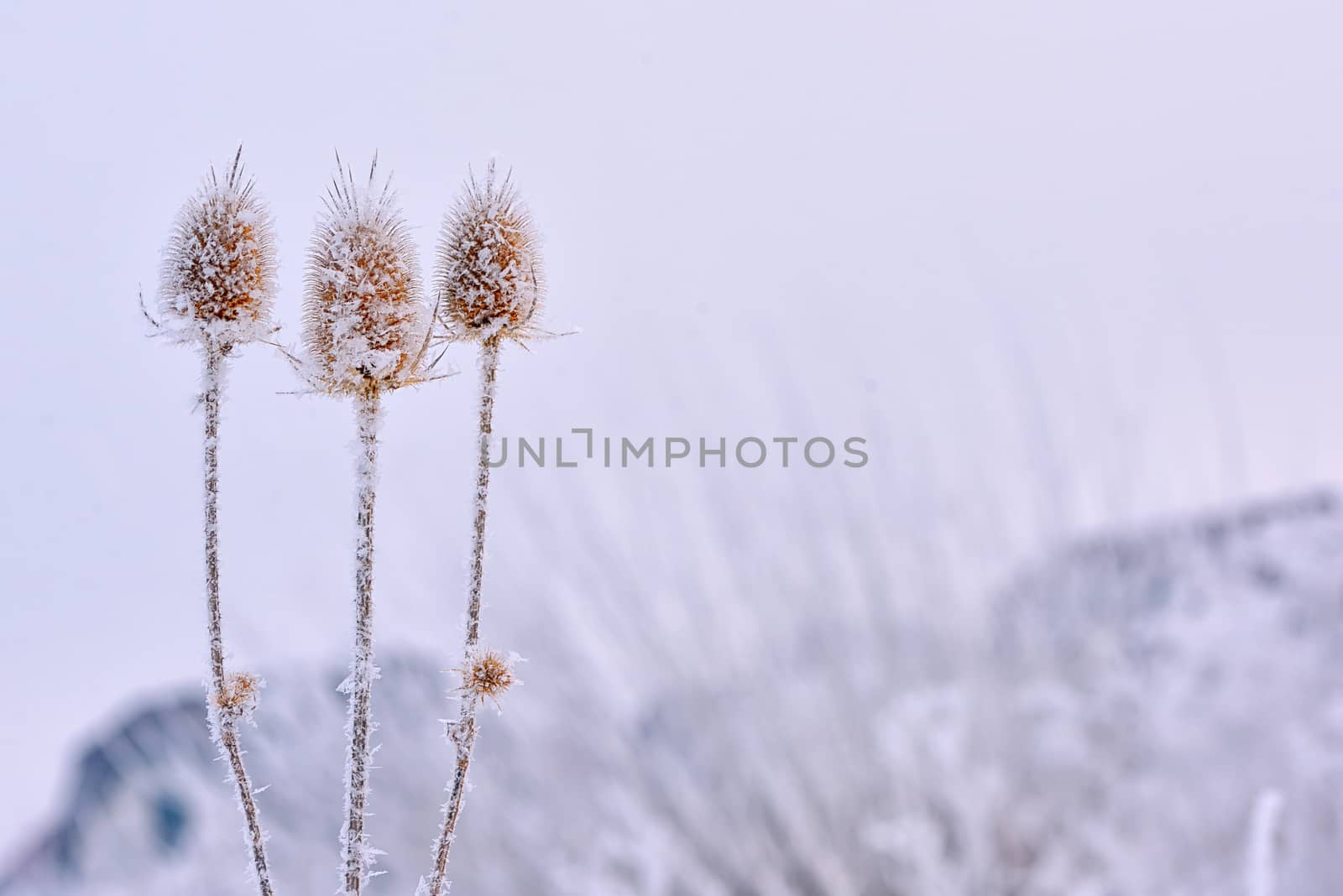 Frozen echinops thistles plant