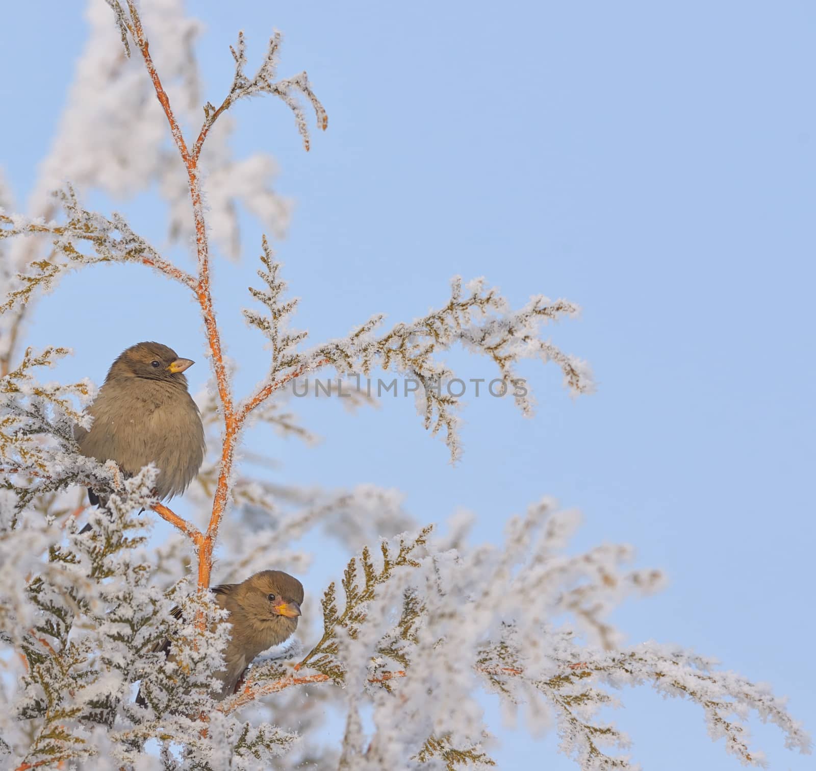 Little Sparrows on pine tree branch in winter