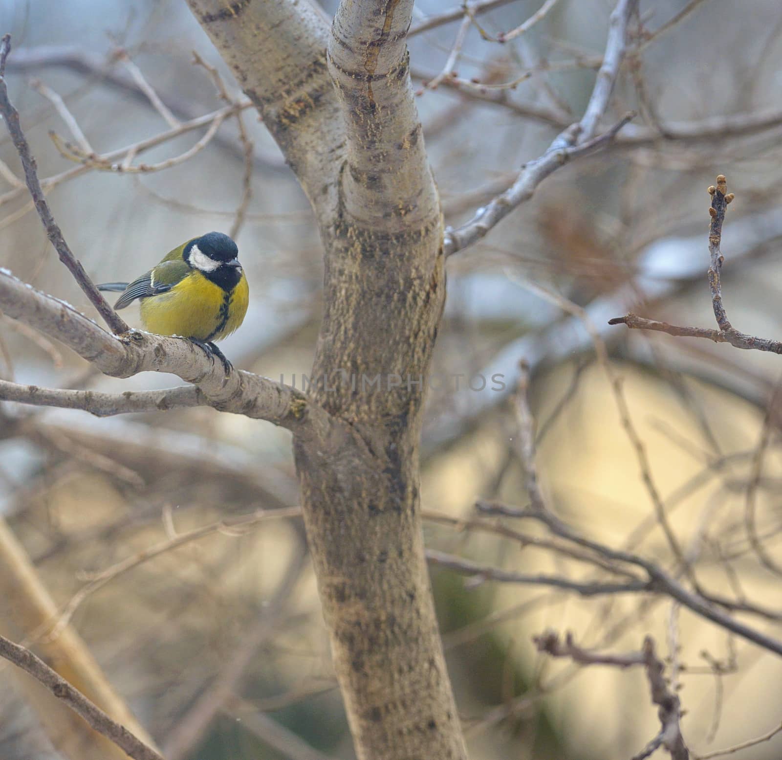 great tit on tree brunch  by jordachelr