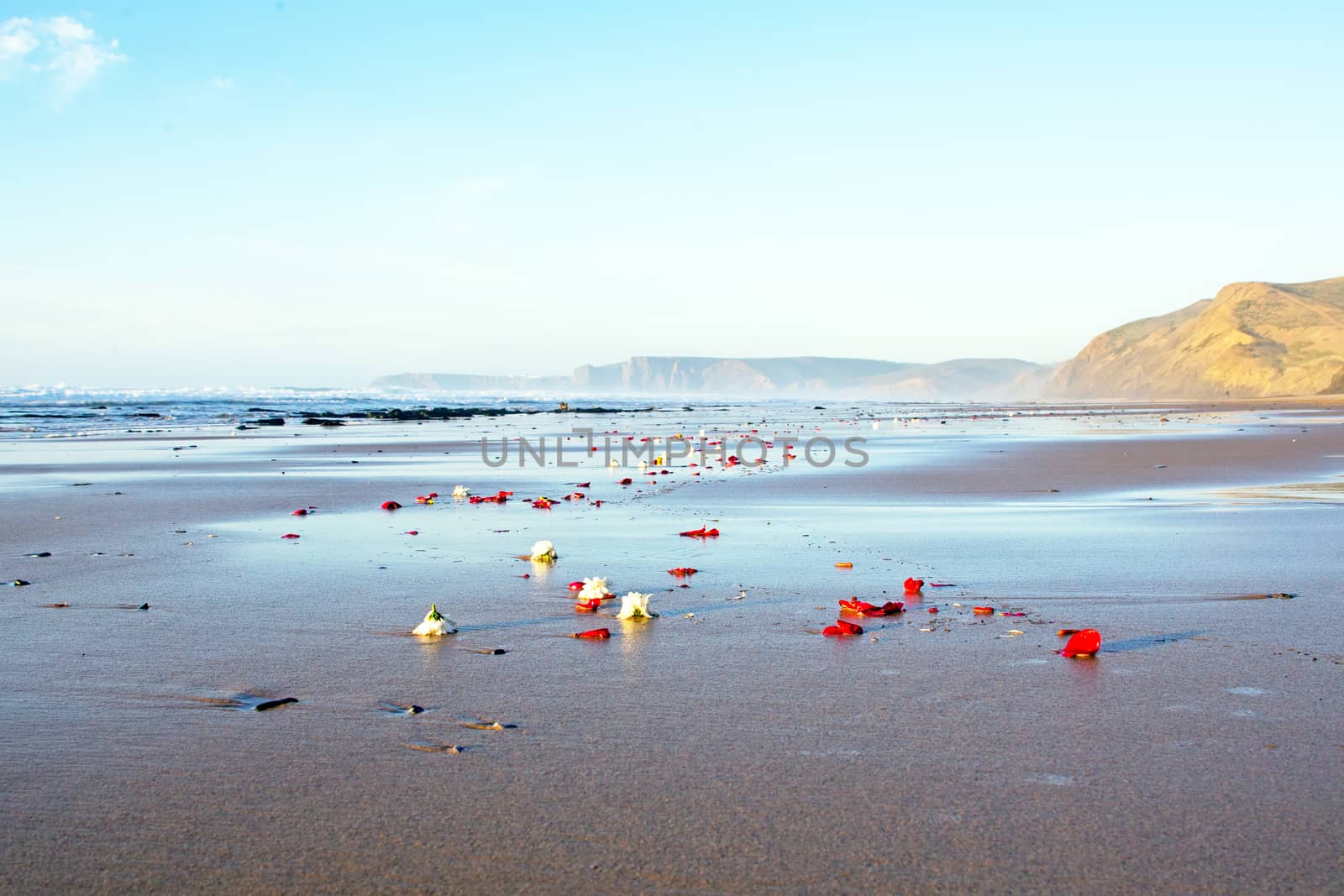 Flowers at the beach in Portugal