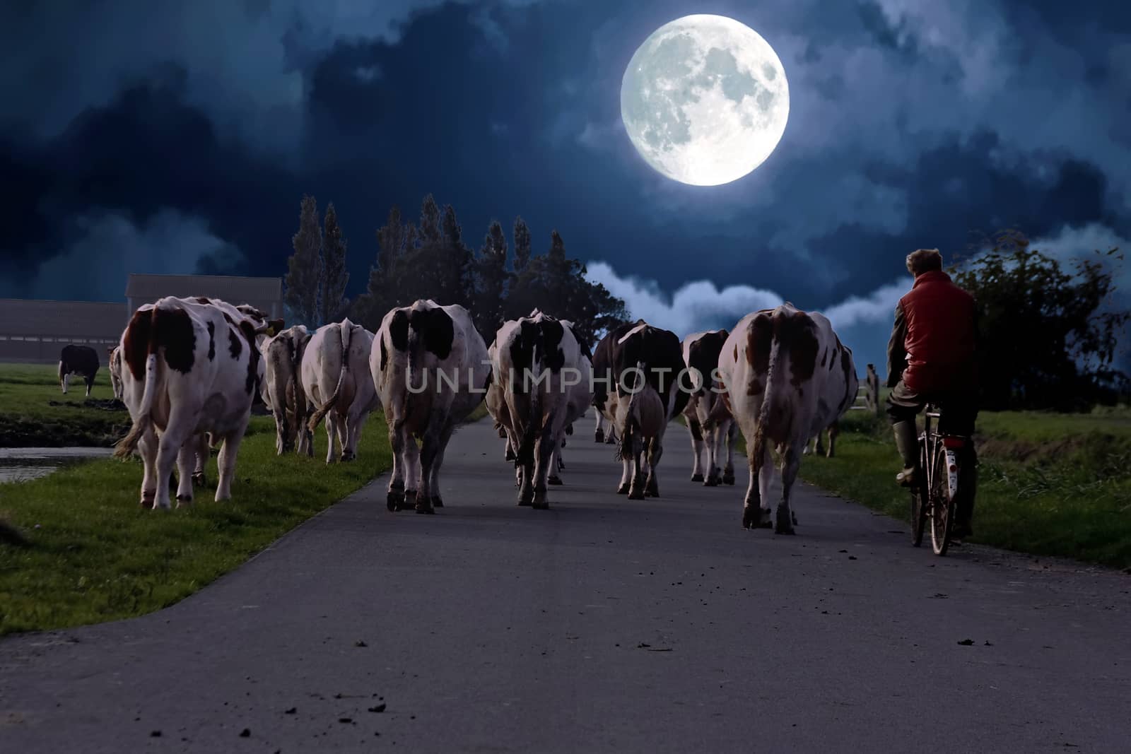 Farmer with his cows on a countryroad in the Netherlands at night