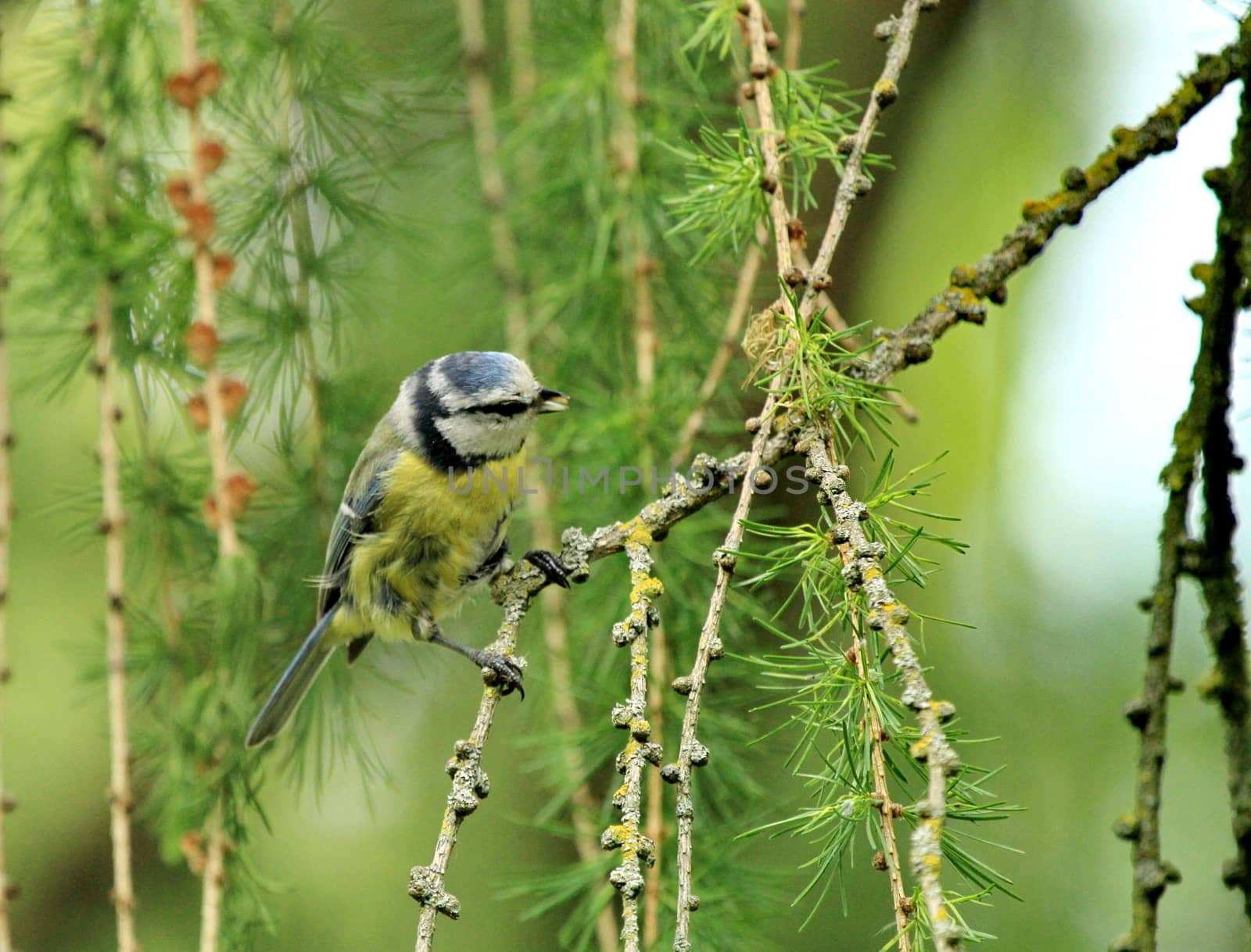 Eurasian blue tit hanging on a branch by mariephotos