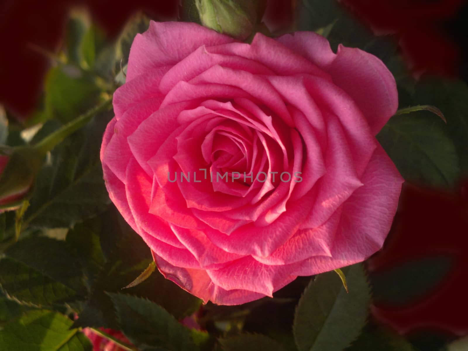 pink rose