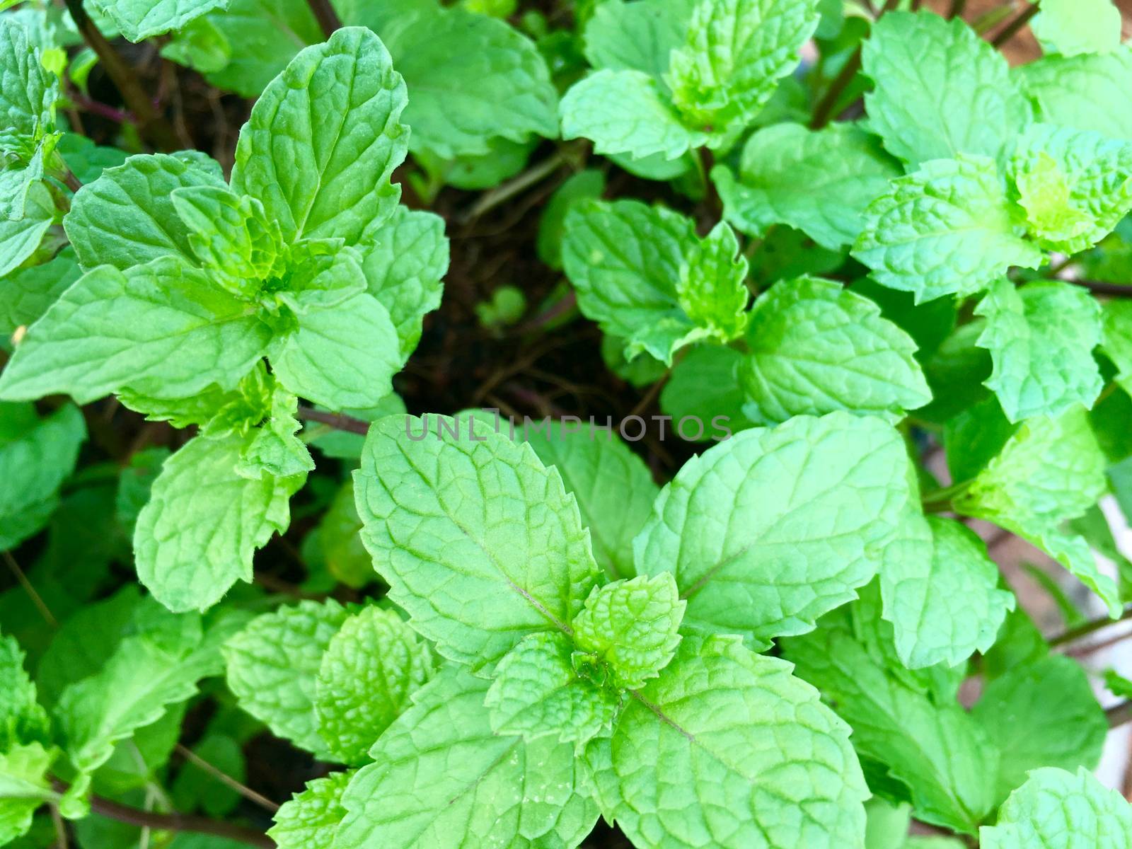 Closeup of mint leaves growing in the garden. Background of peppermint.