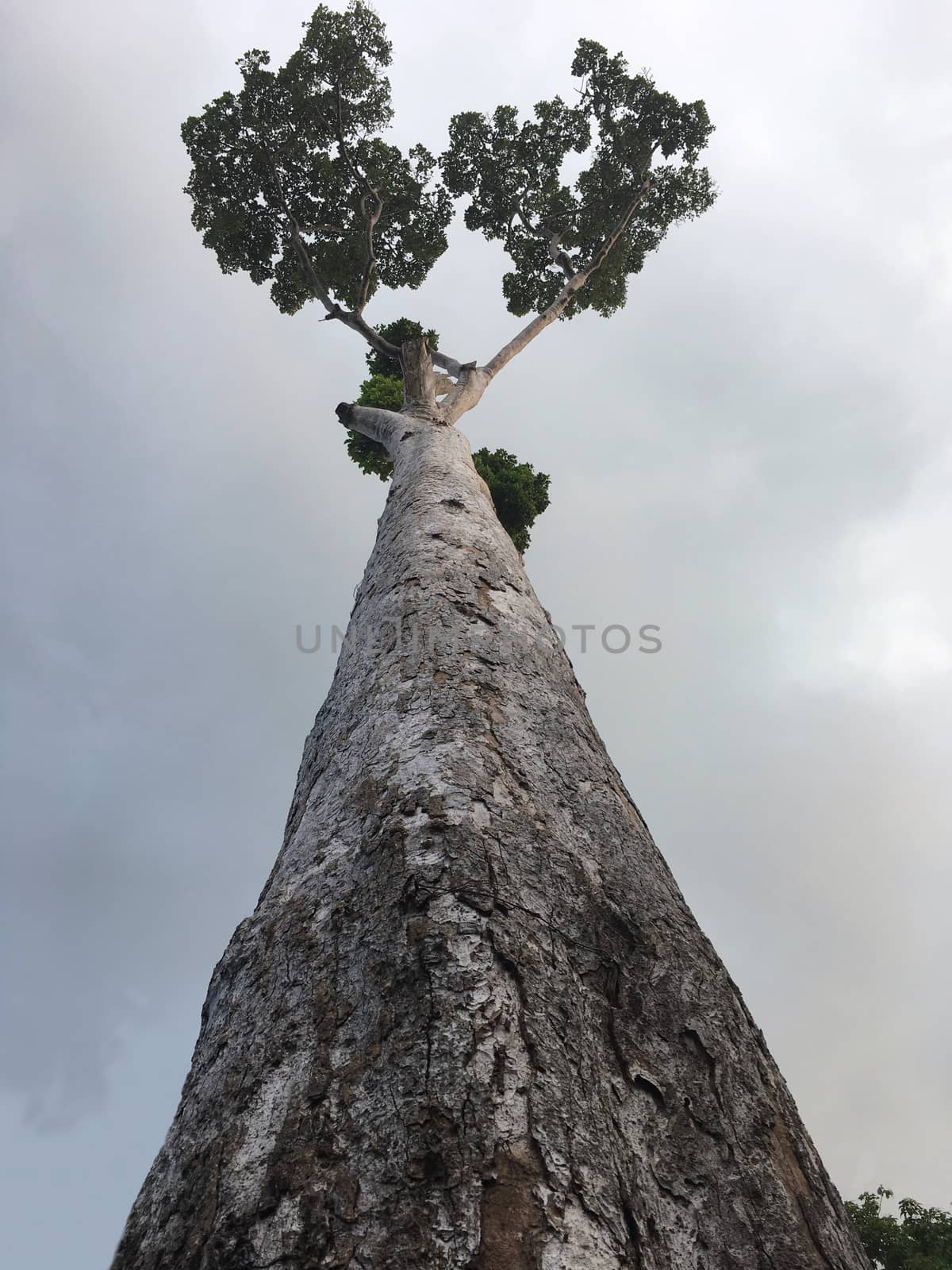 Tall tree from Thailand rising to the sky.