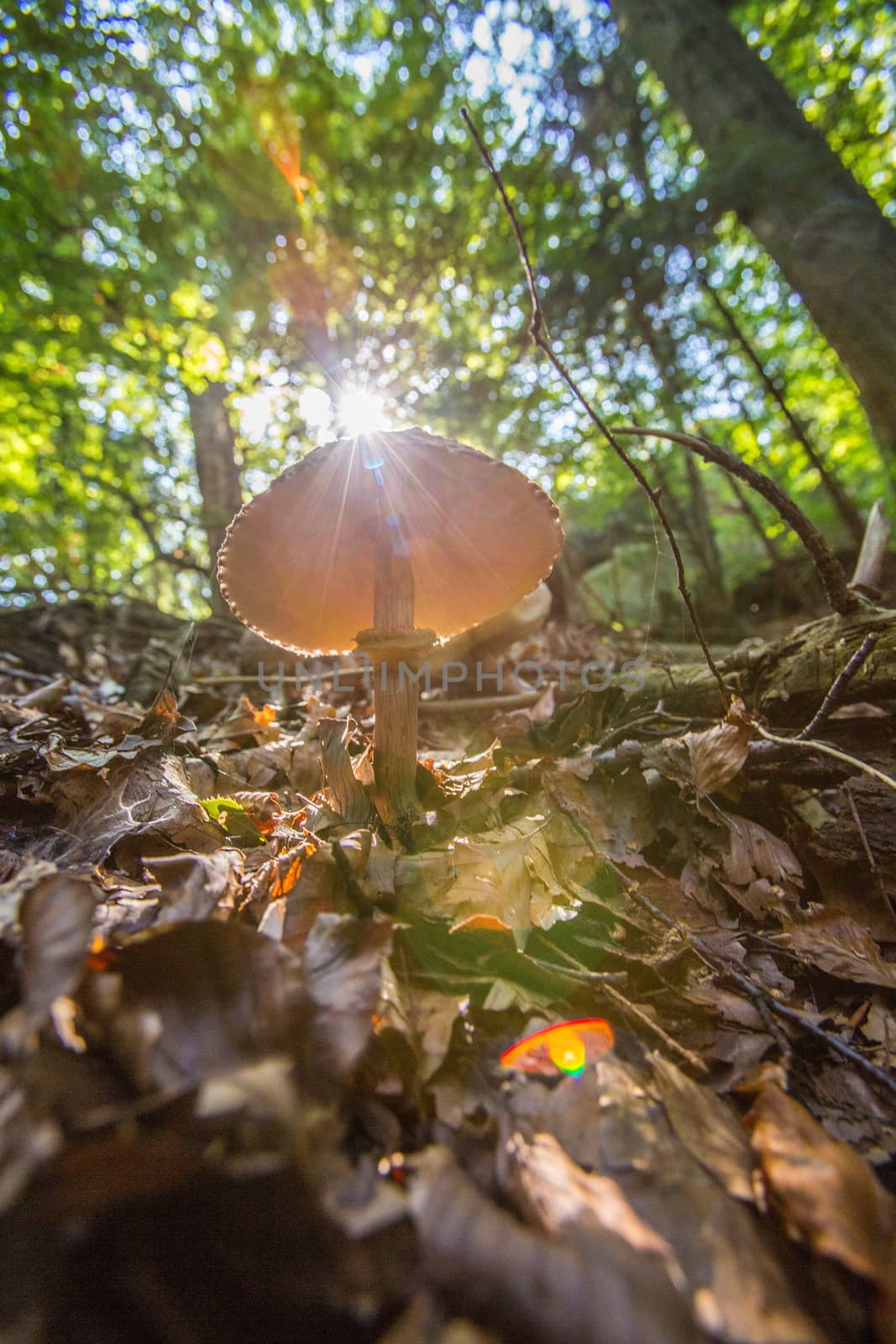 Mushroom in sunlight in germany at a nice forest