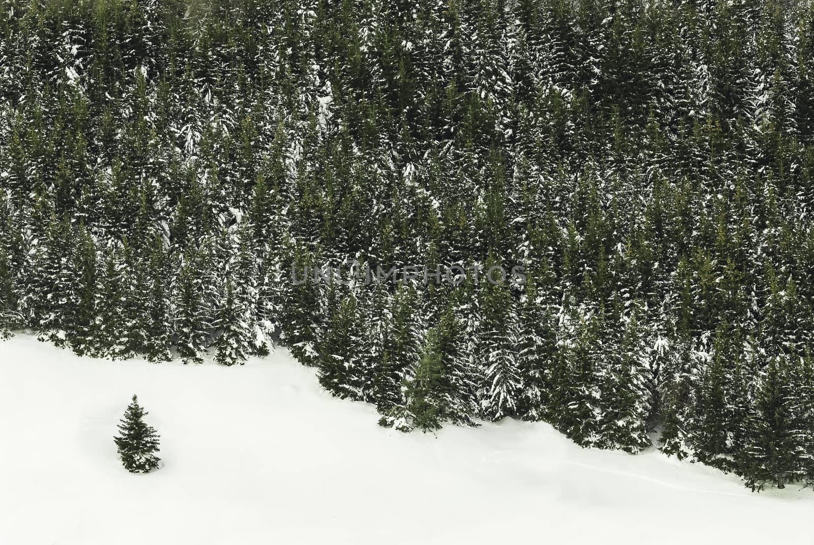 Edge of norway spruce tree wood with snow  by AlessandroZocc