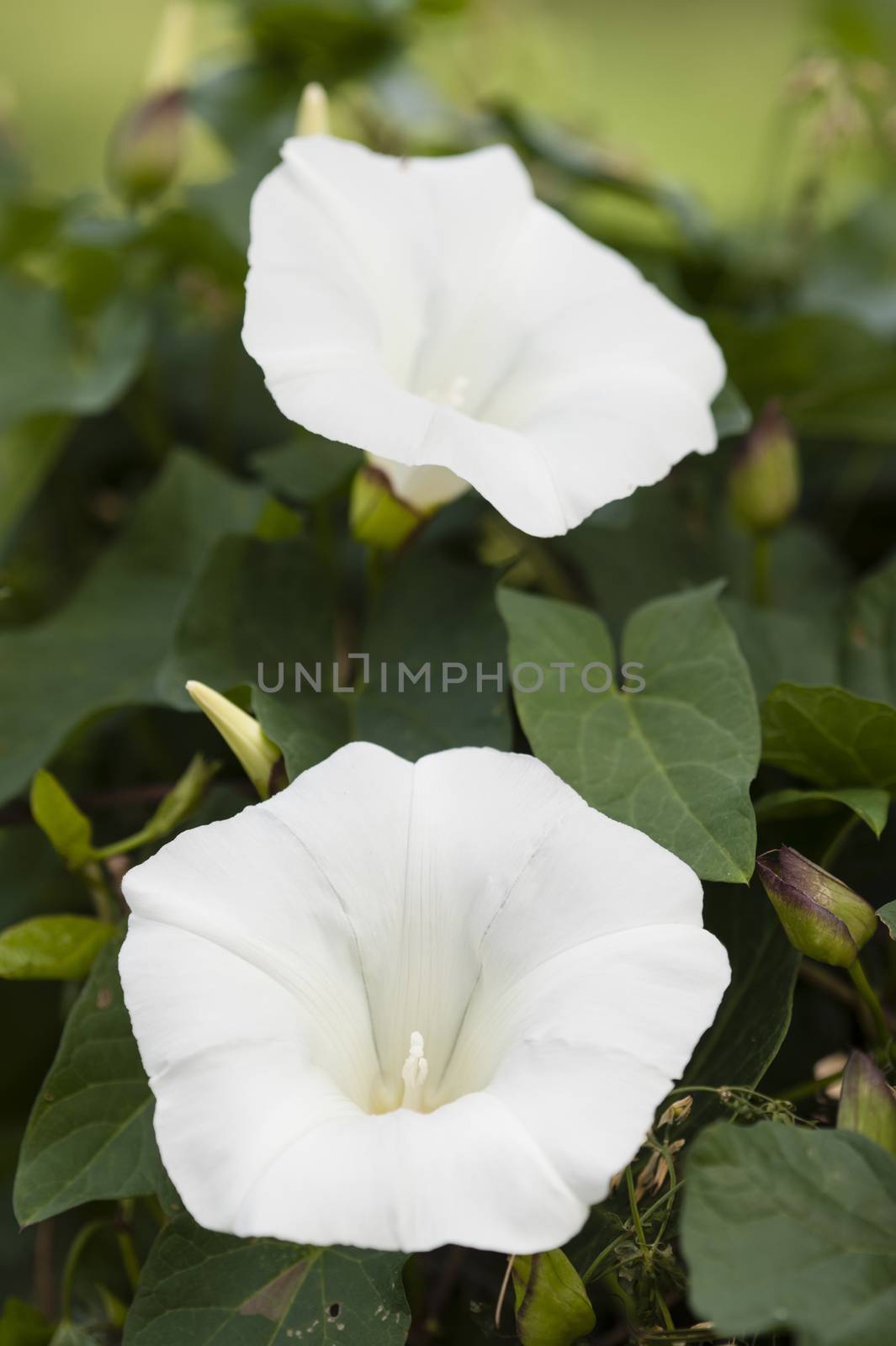 White flowers of Morning Glory Ipomea plant