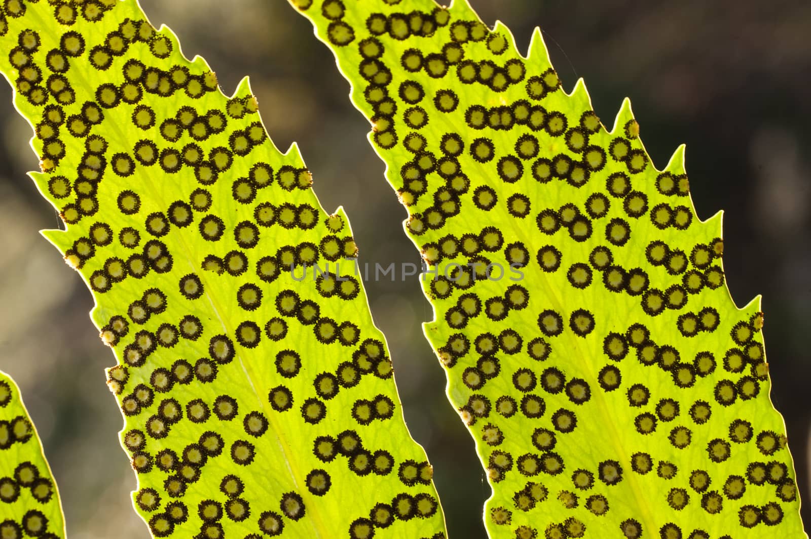 Fern spores on leaf. by AlessandroZocc