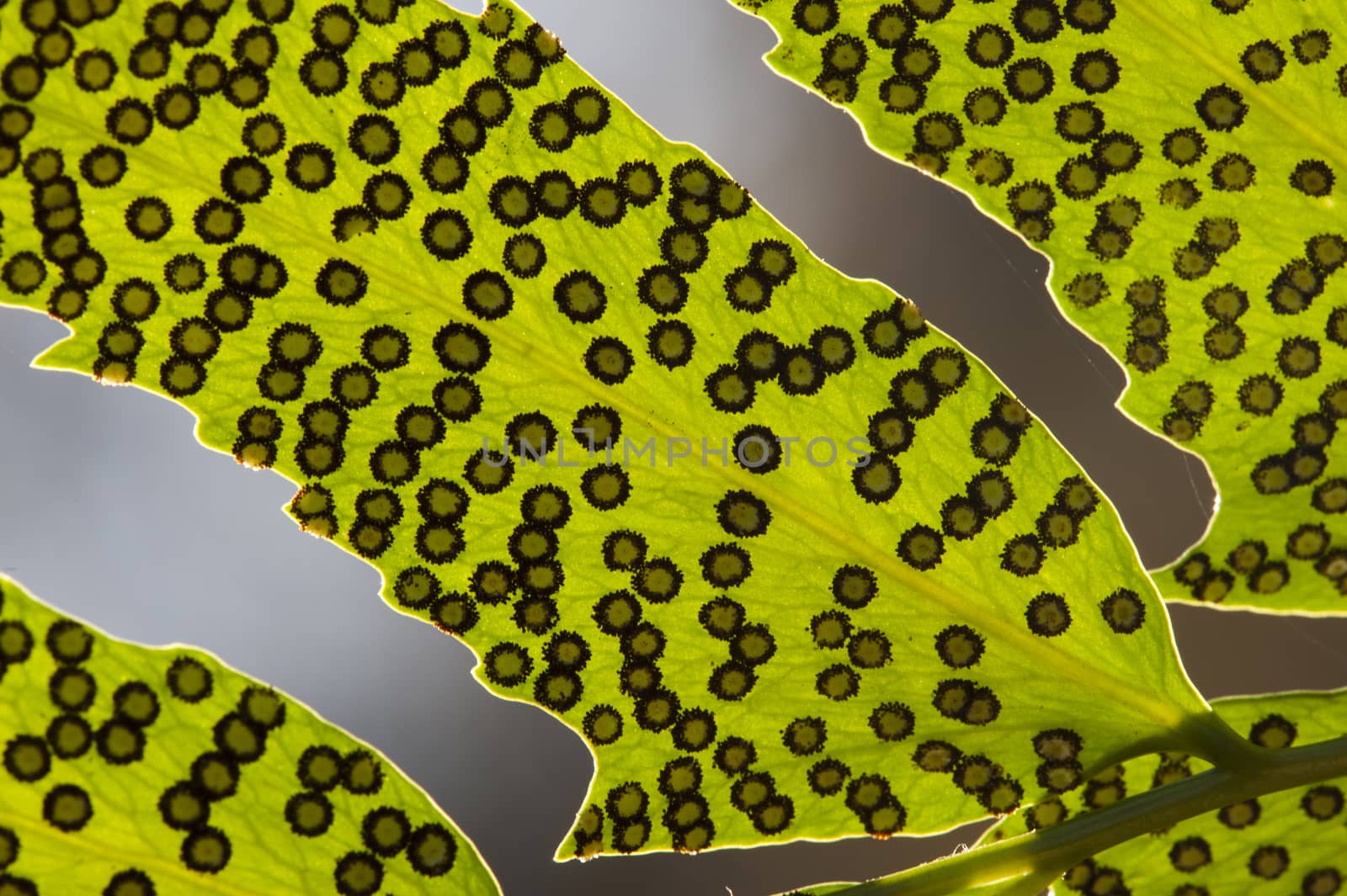 Fern spores on leaf. by AlessandroZocc