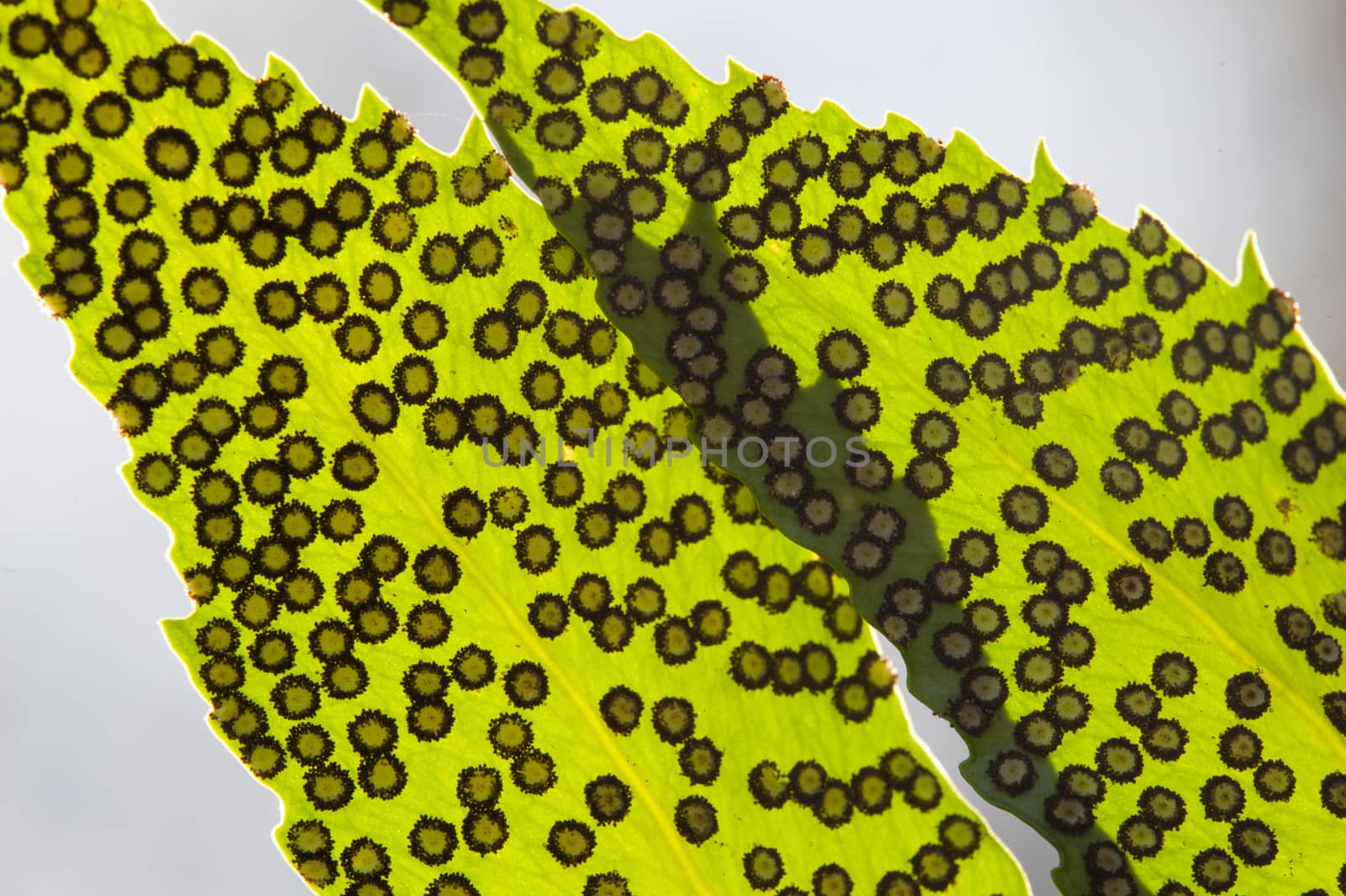 Spores lines and spots on underside of fern leaves.