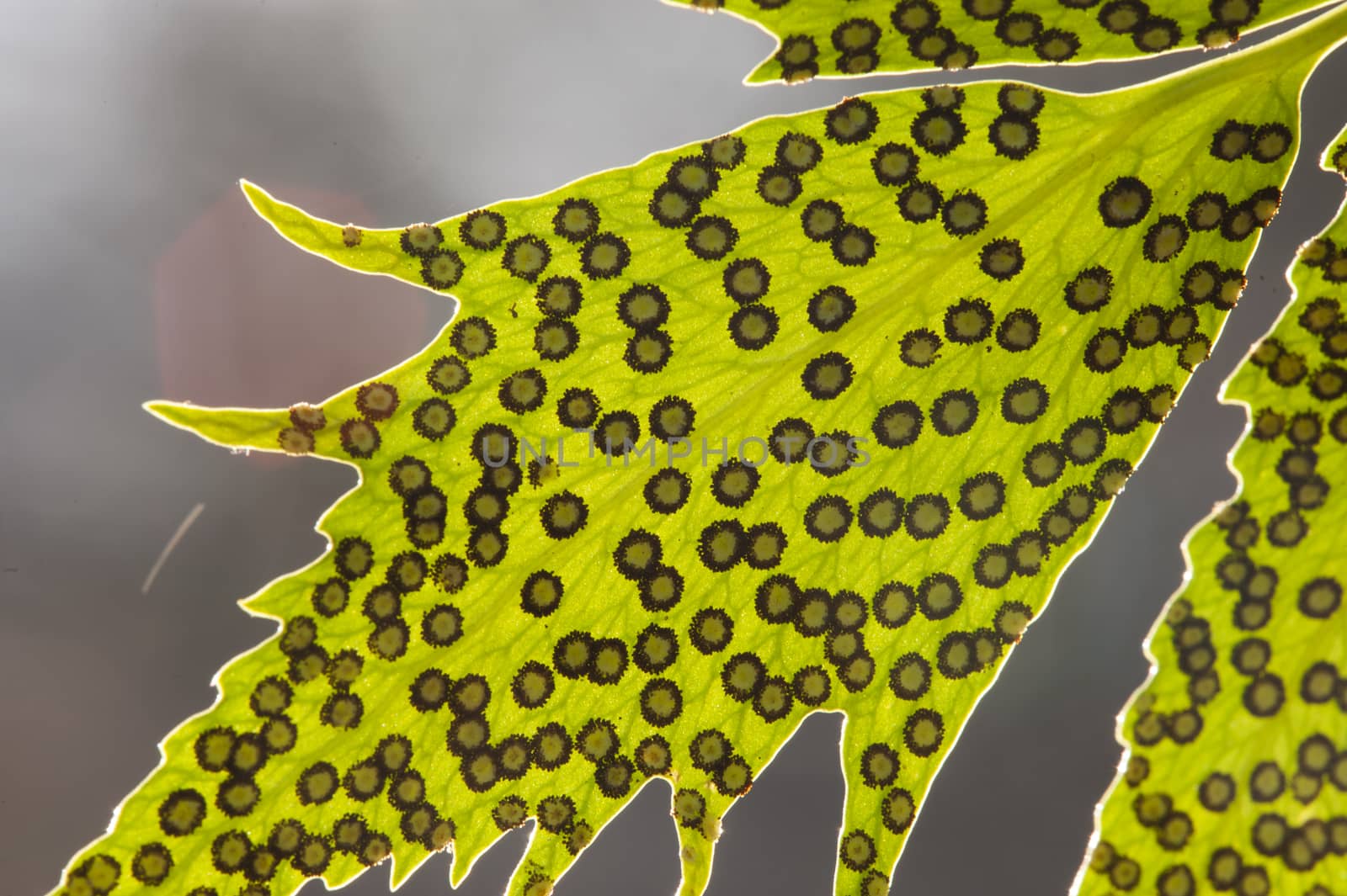 Fern spores on leaf. by AlessandroZocc