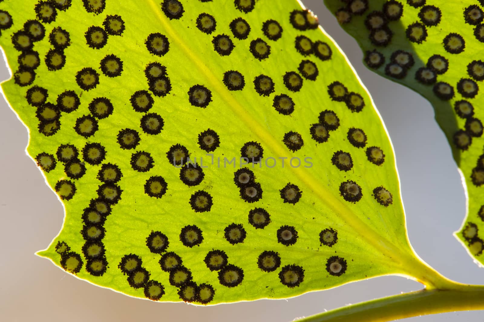 Spores lines and spots on underside of fern leaves.