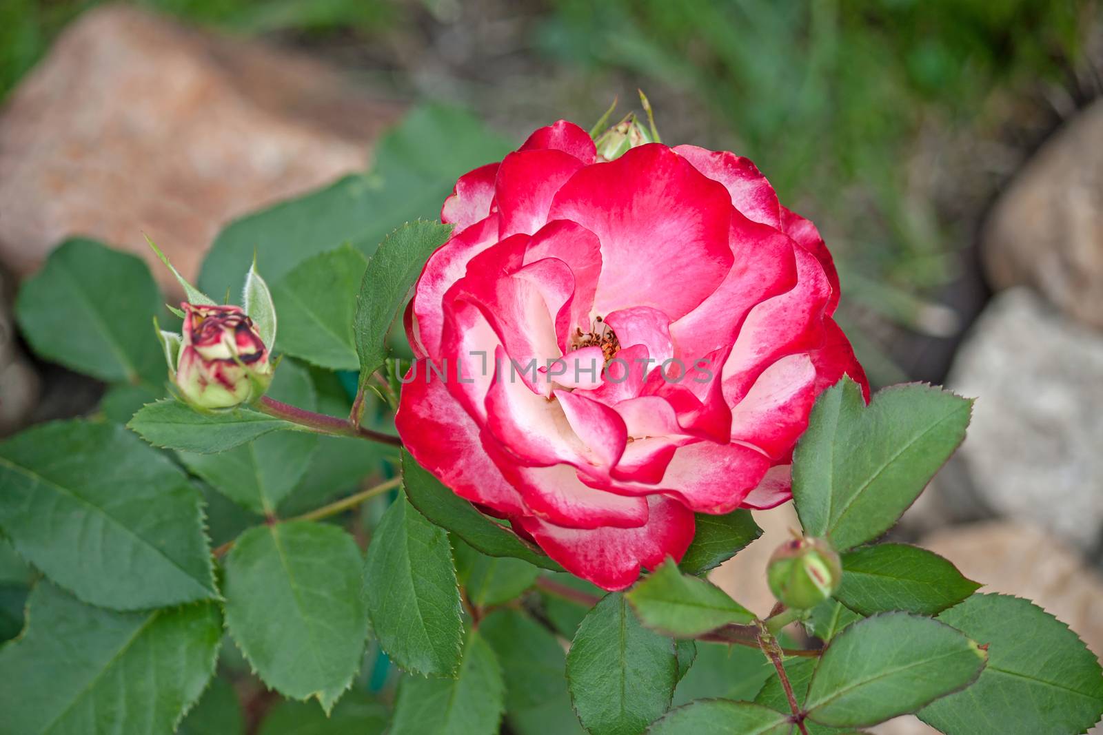 Beautiful flower of a rose in the garden on a background of leaves and stones