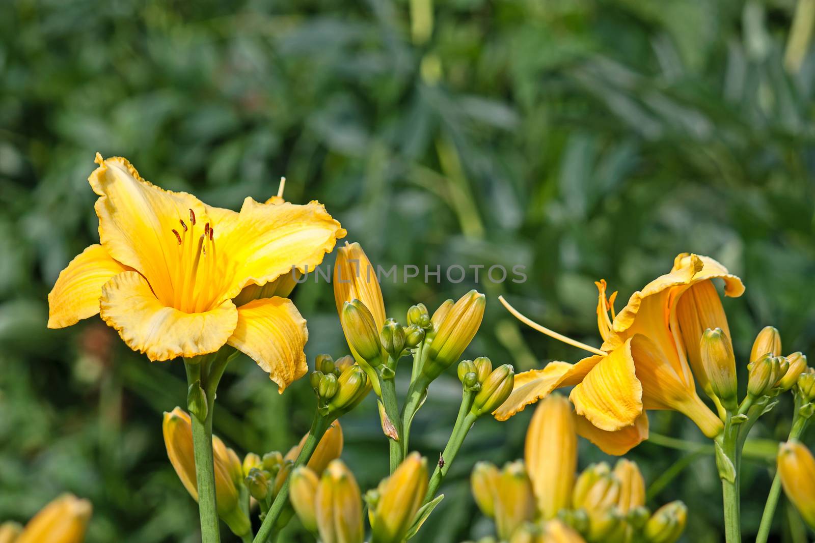 Yellow daylily flower close-up.