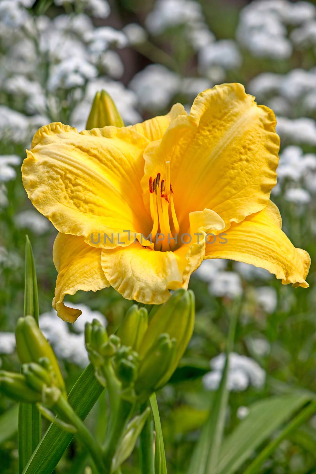 Yellow daylily  by zhannaprokopeva