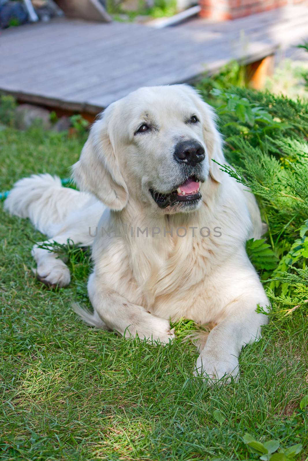 Large dog (Labrador retriever) closeup, lying on the grass.