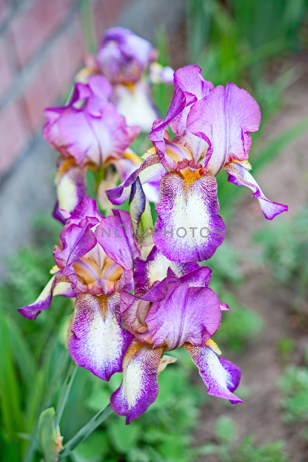 Iris close up by zhannaprokopeva