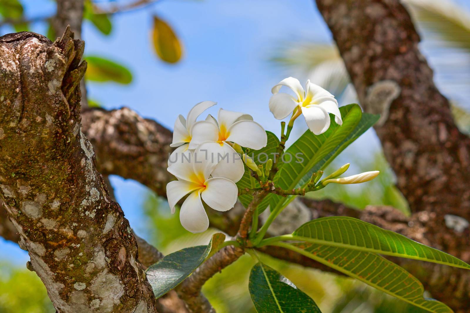 White plumeria flowers by zhannaprokopeva