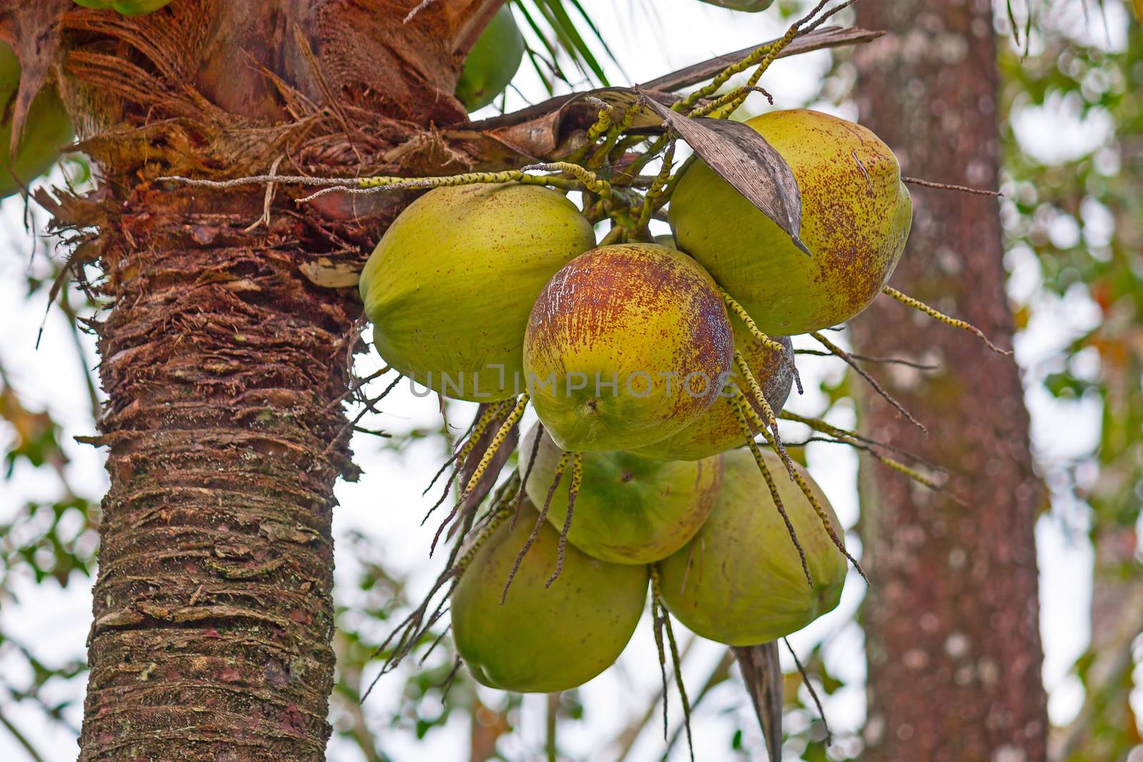 Coconuts on a palm tree by zhannaprokopeva