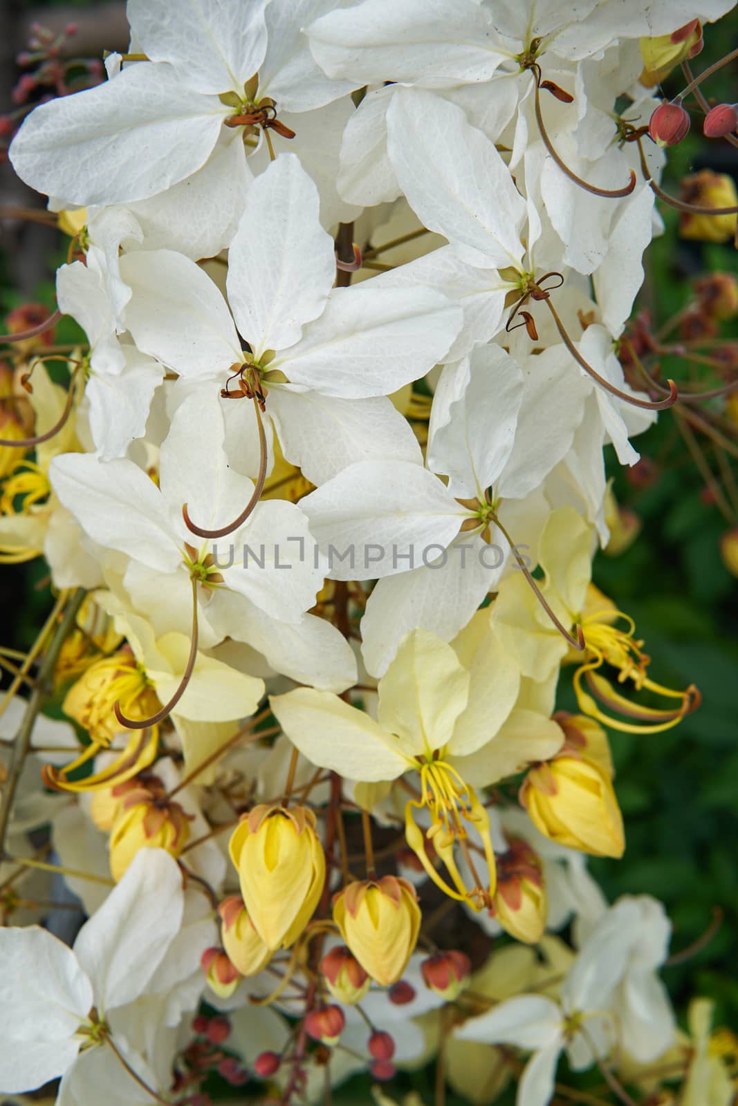 rainbow white and yellow shower flower on tree